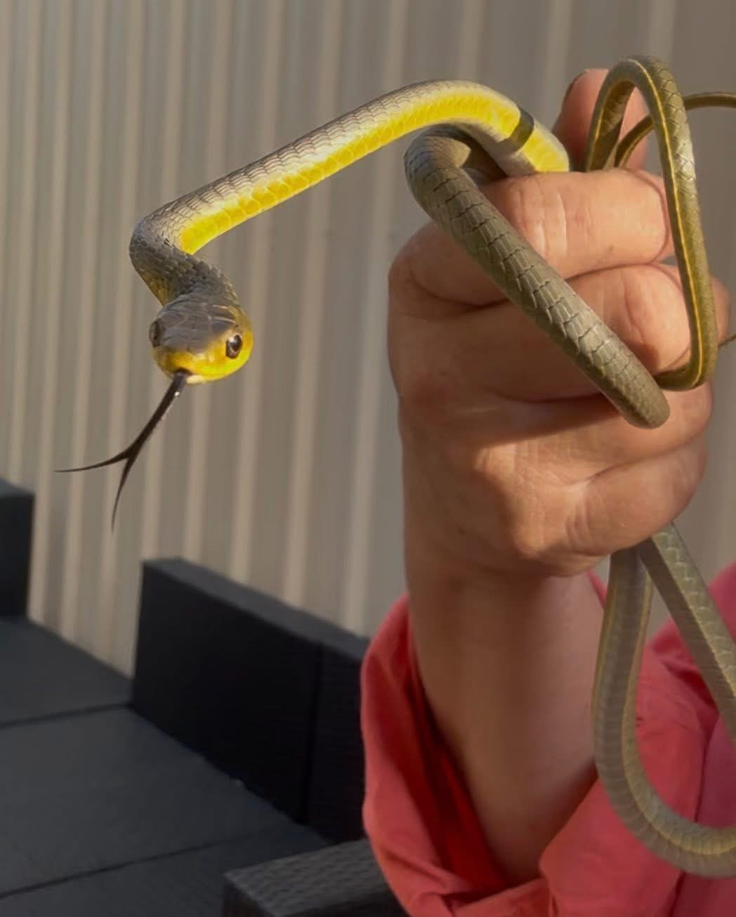 A person holding a snake with yellow and black coloration, with its head facing forward and tongue extended.