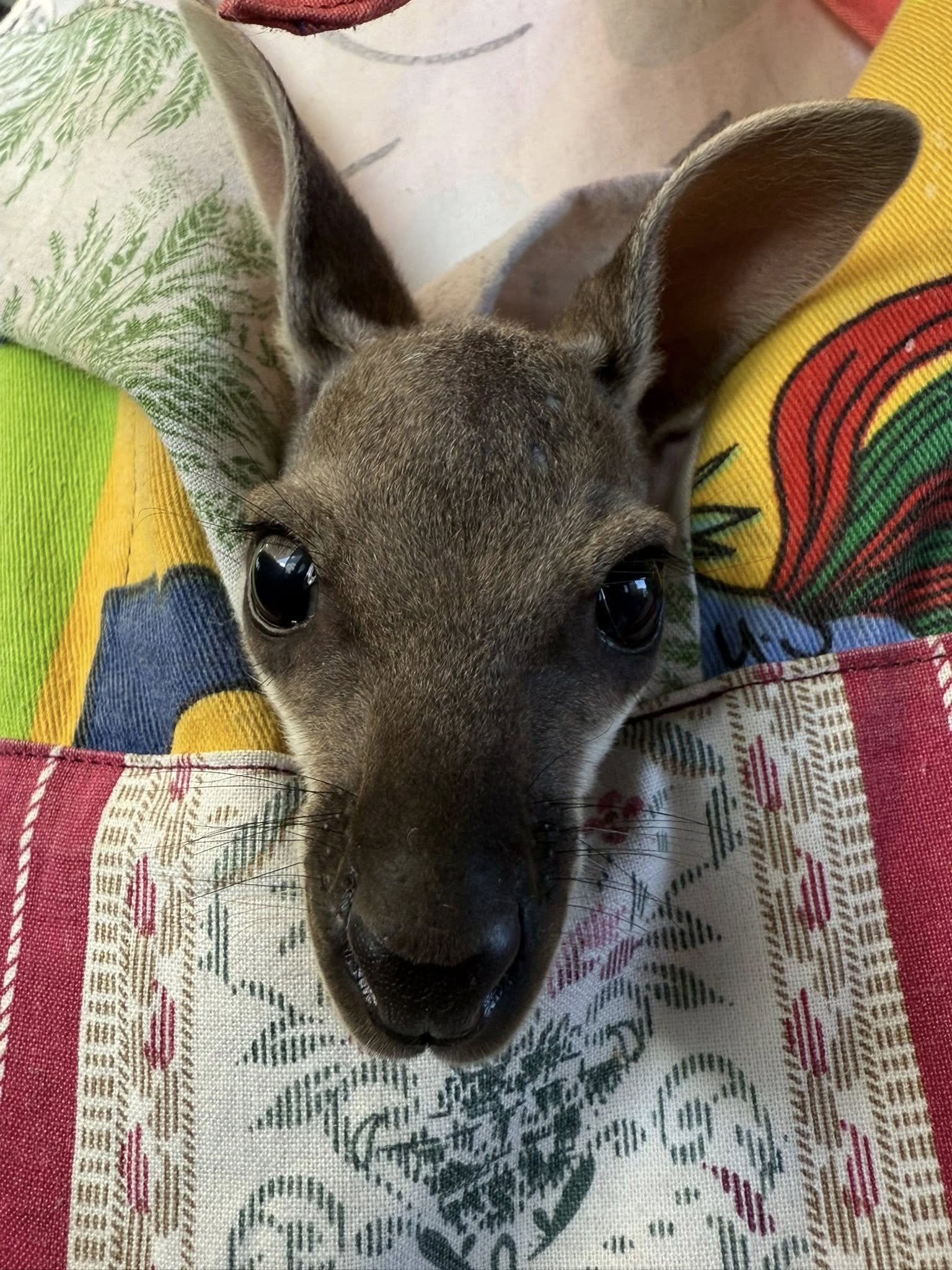 Close-up of a young kangaroo with large, dark eyes and big ears, lying on colorful fabric with bright patterns.
