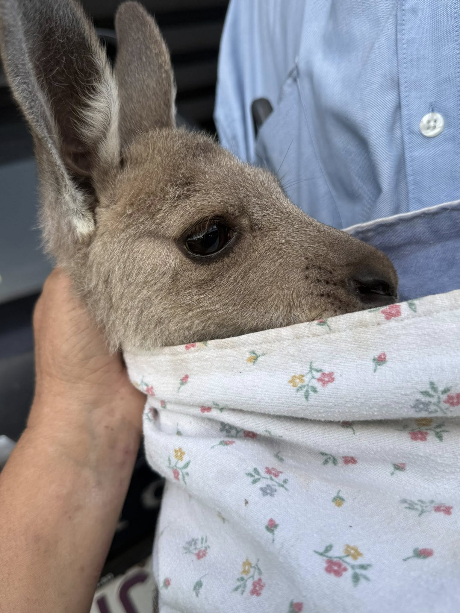 A person holding a kangaroo wrapped in a floral cloth.