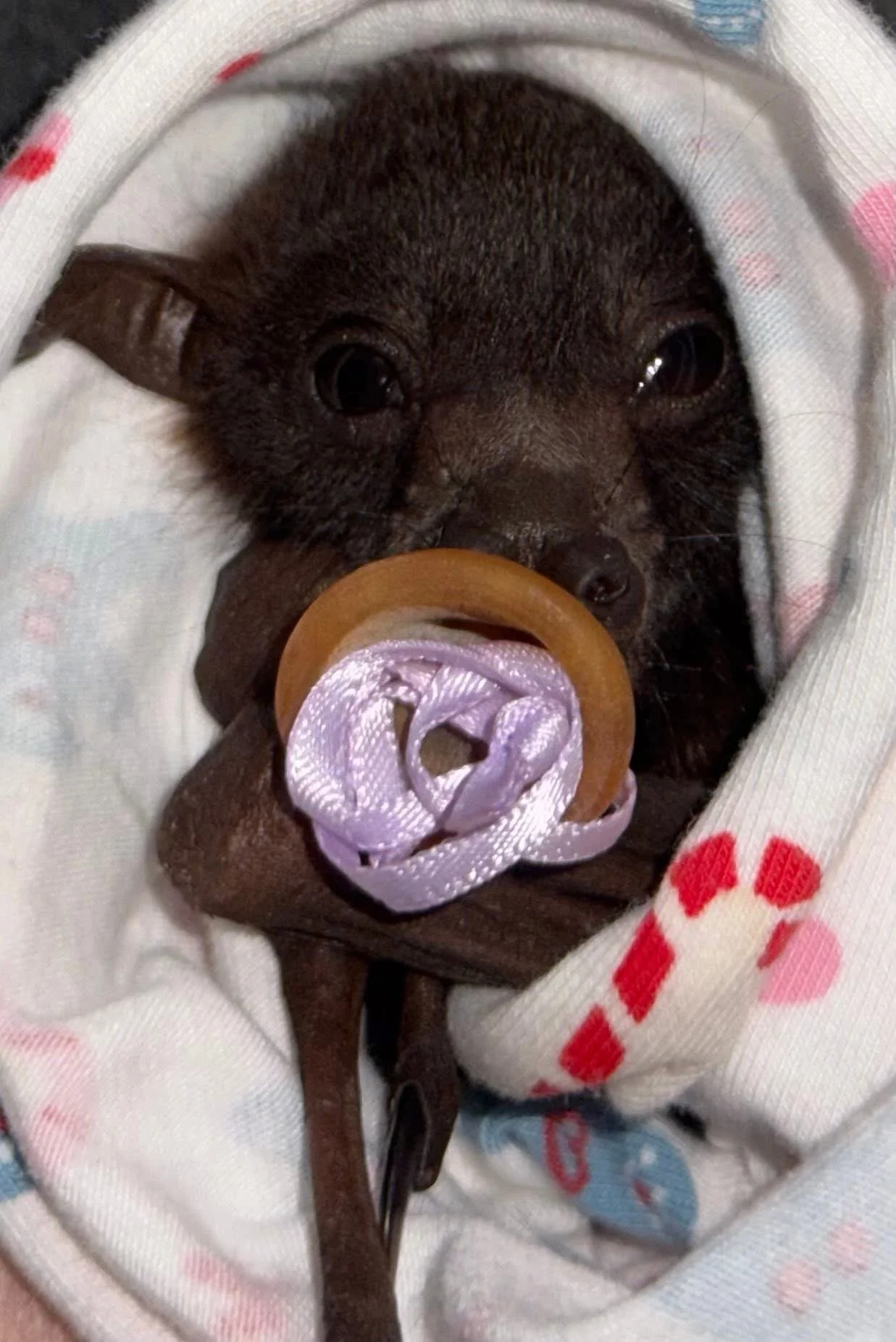 A small black puppy with a pacifier in its mouth, wrapped in a white blanket with pink, blue, and red patterns.
