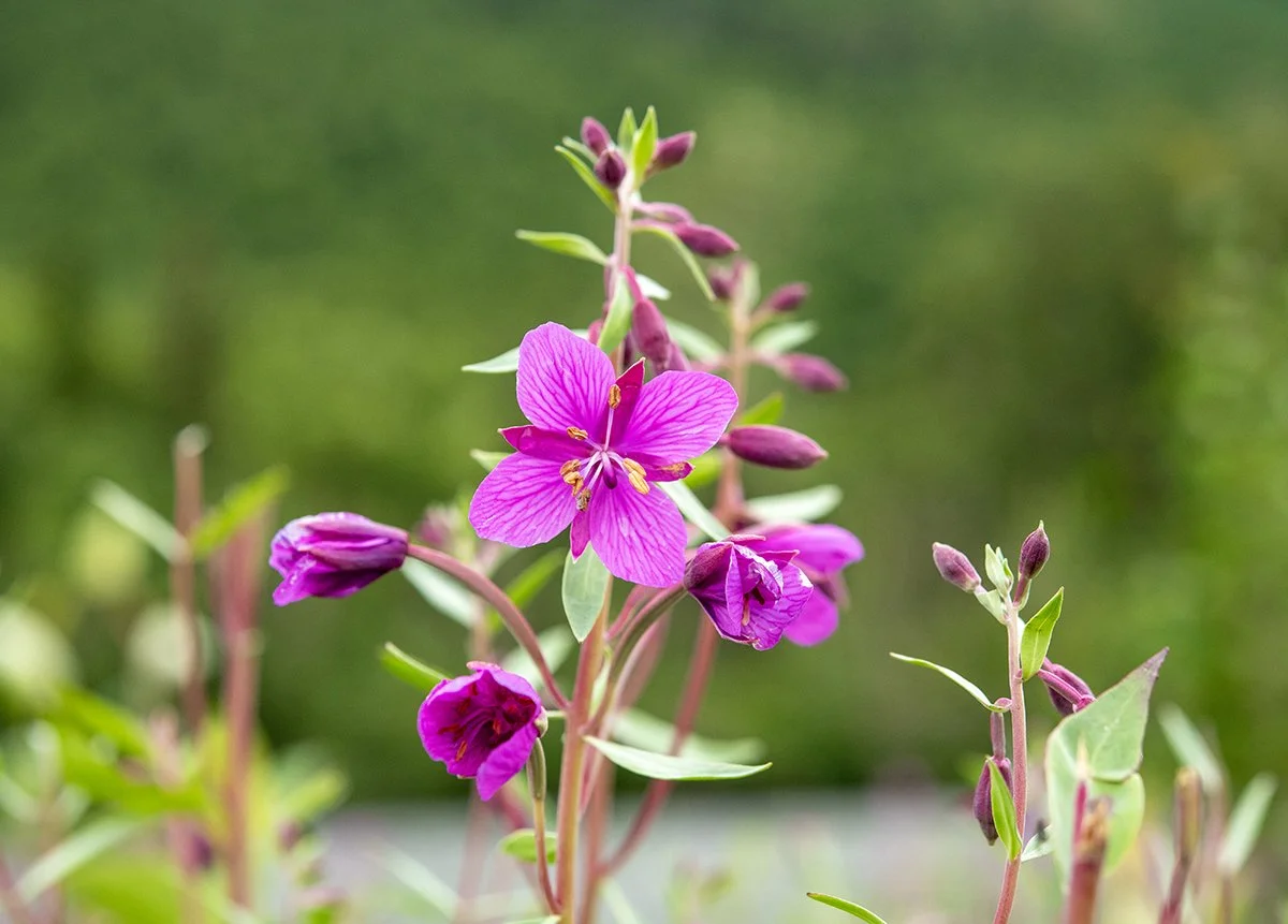 Close-up of a pink flower with purple buds and green leaves against a blurred green background.