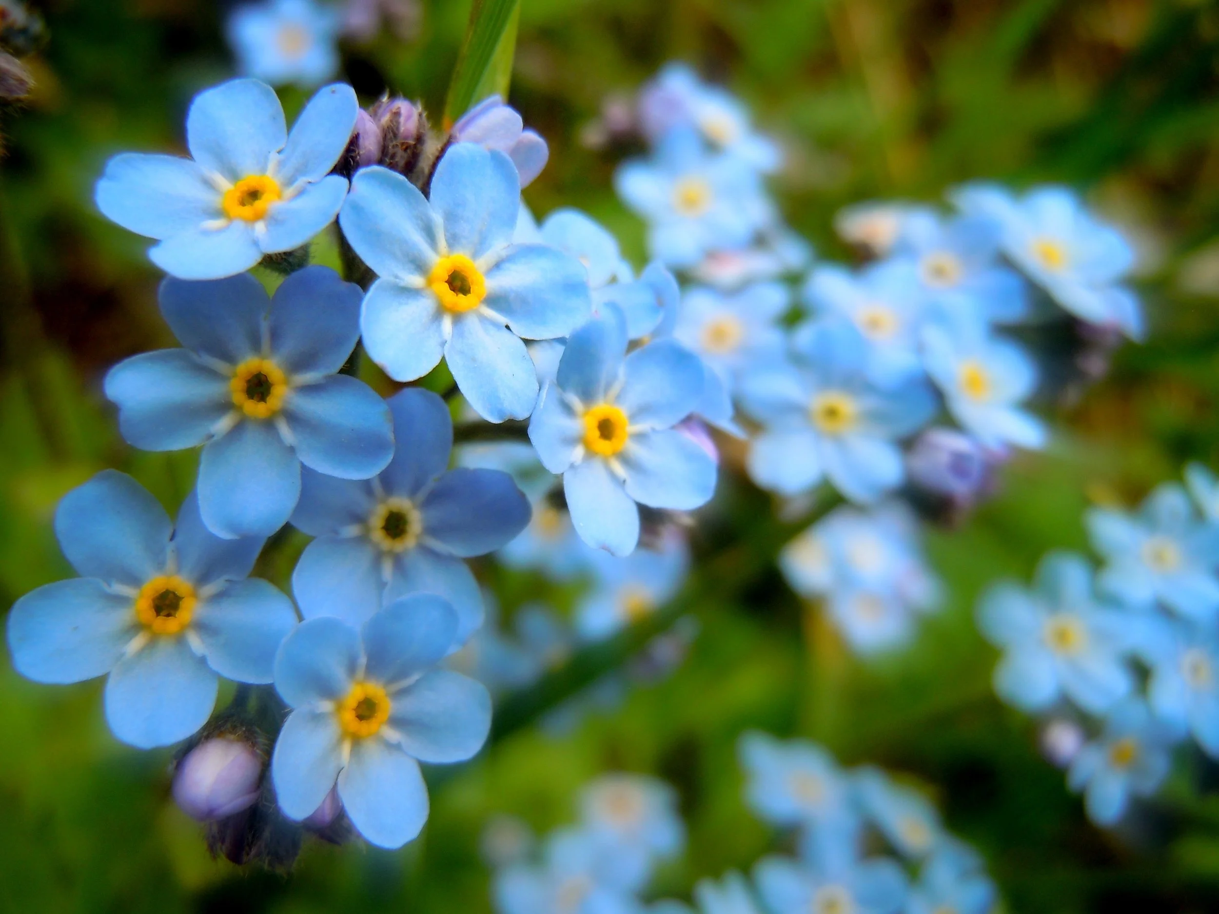 Close-up of blue forget-me-not flowers with yellow centers and green blurred background.