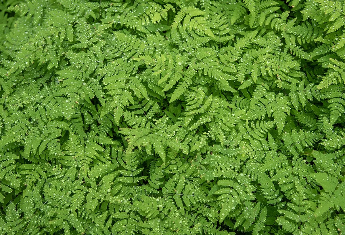 Close-up of green fern leaves with droplets of water on them.