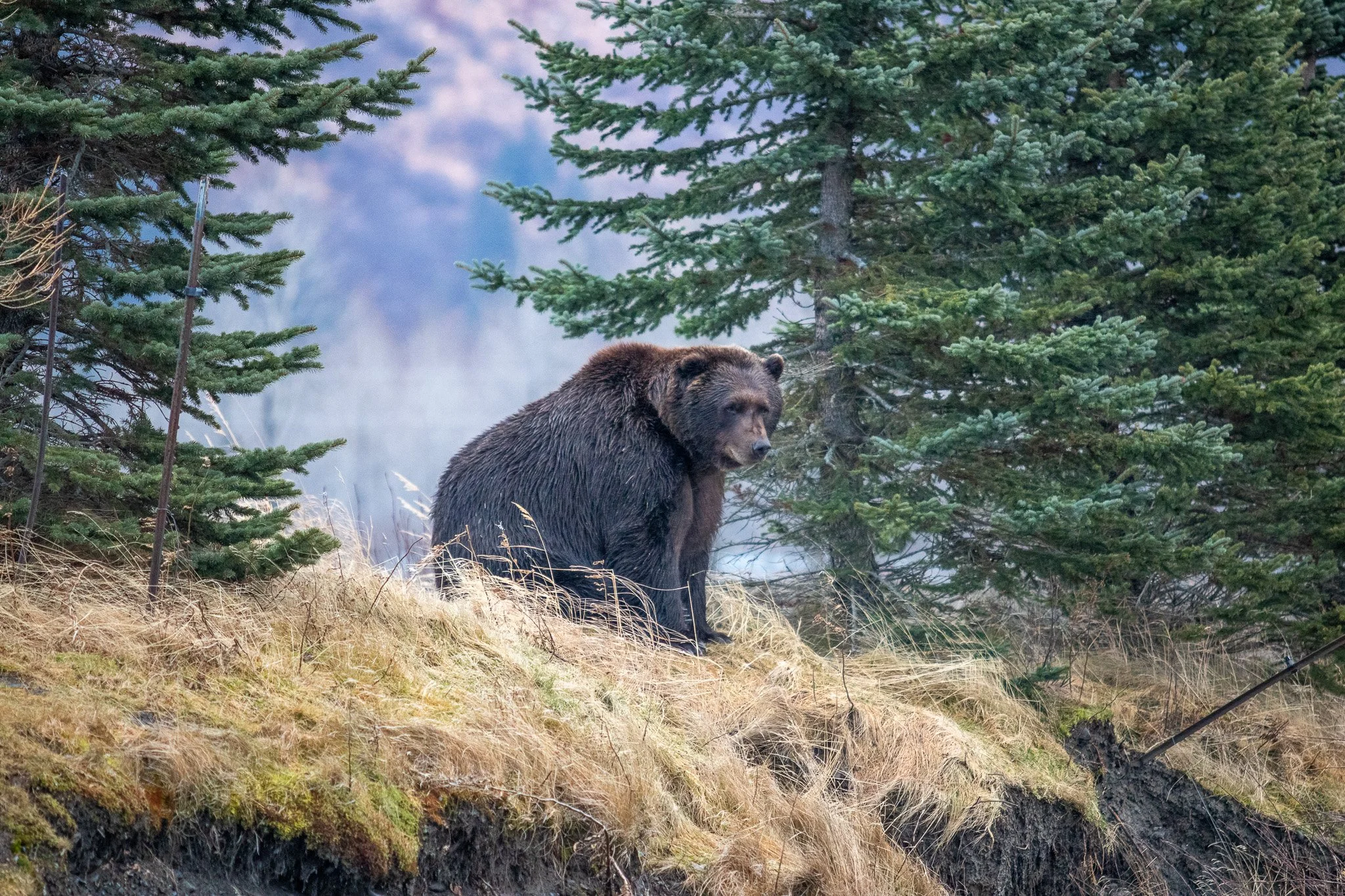 A bear standing on a grassy patch in a forested area with trees and mountain in the background.