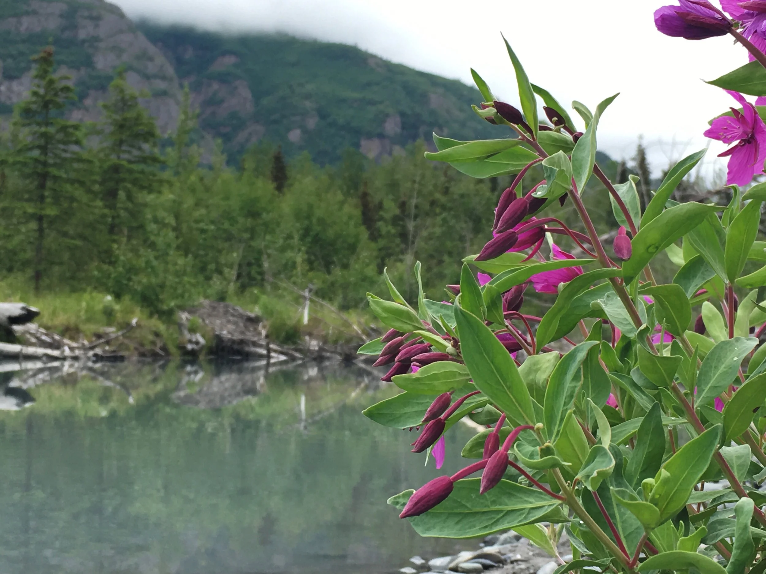Close-up view of pink flowers with unopened buds and lush green leaves in the foreground, with a background of a green, forested mountain partially covered by clouds and an overcast sky.