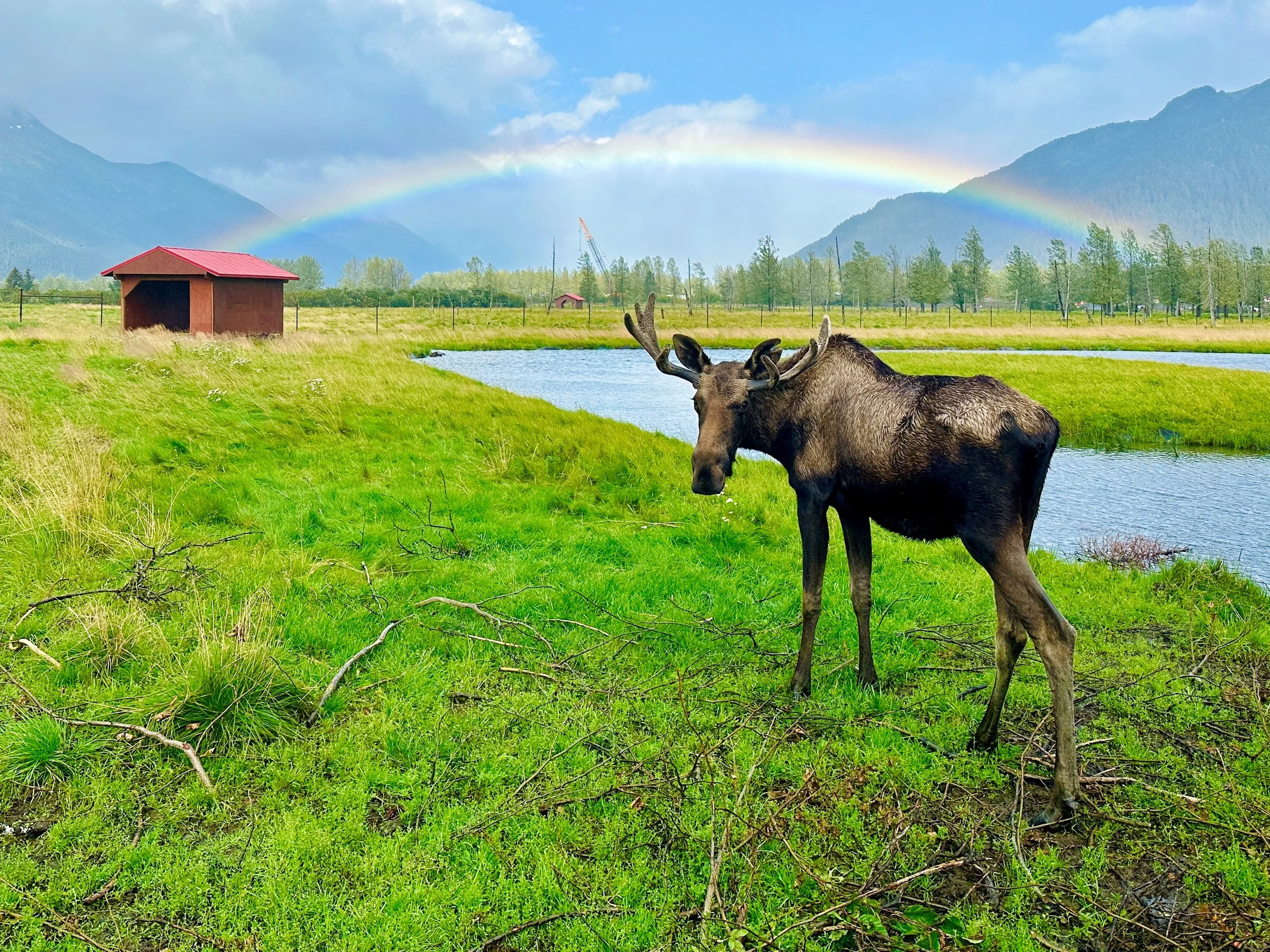 A moose standing in a lush green field next to a body of water, with trees, a small red building, and mountains in the background. A rainbow arcing across the cloudy sky.