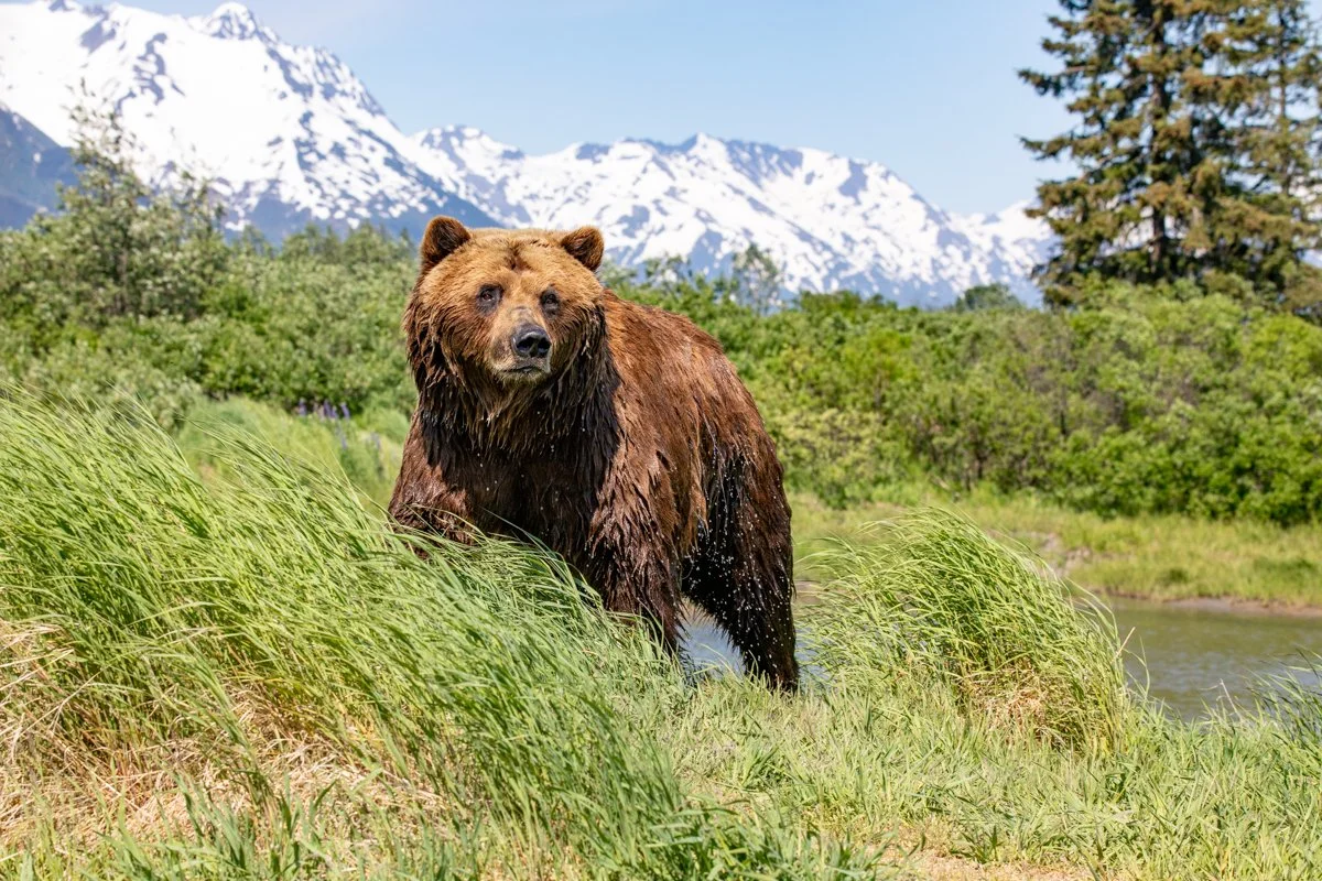 brown bear in grass near stream