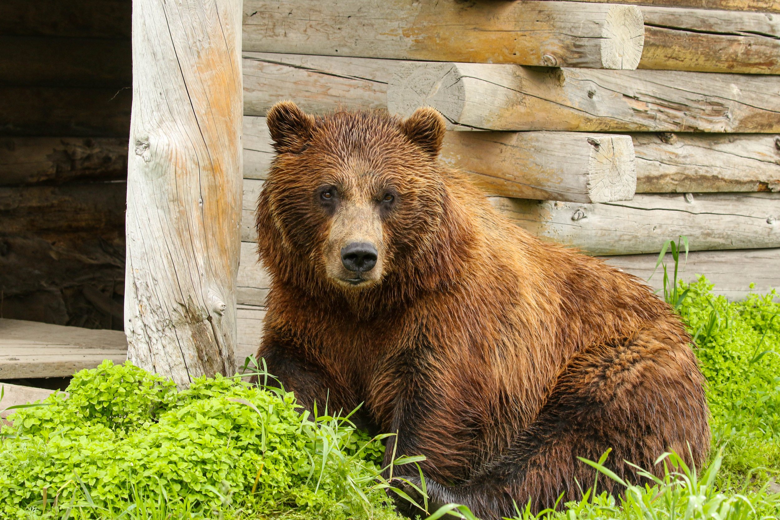 A bear resting on grass in front of a wooden structure with horizontal logs and vertical posts.