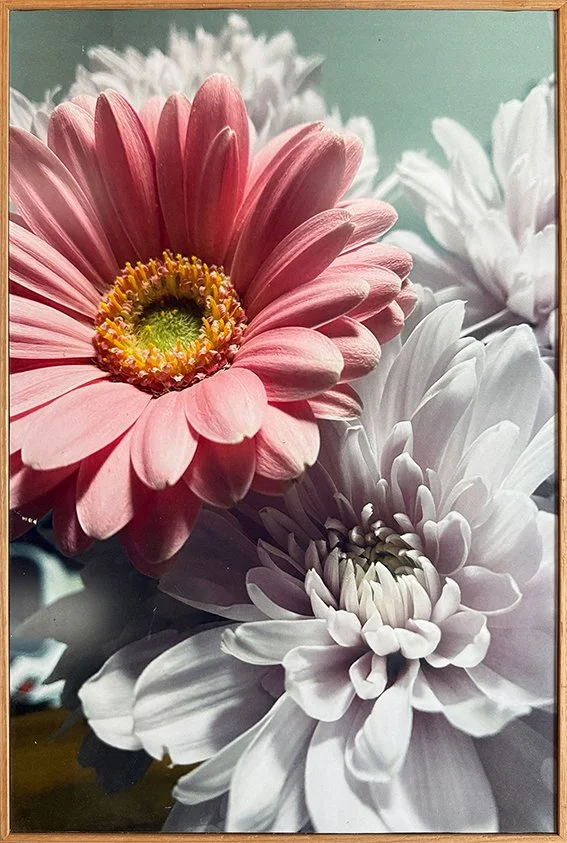 Elegant-beauty web.jpg