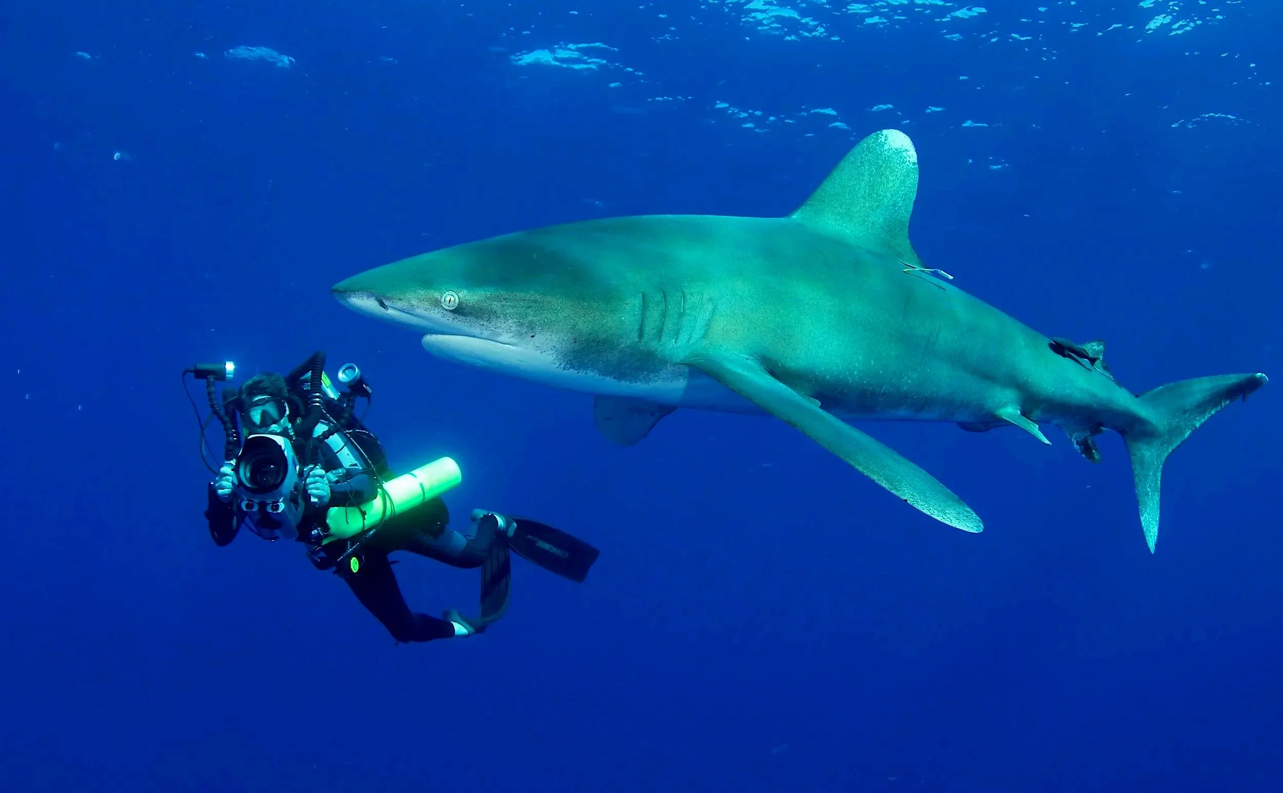Oceanic White Tip Shark