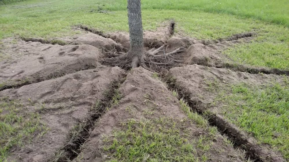 Tree with exposed roots in a grassy area.