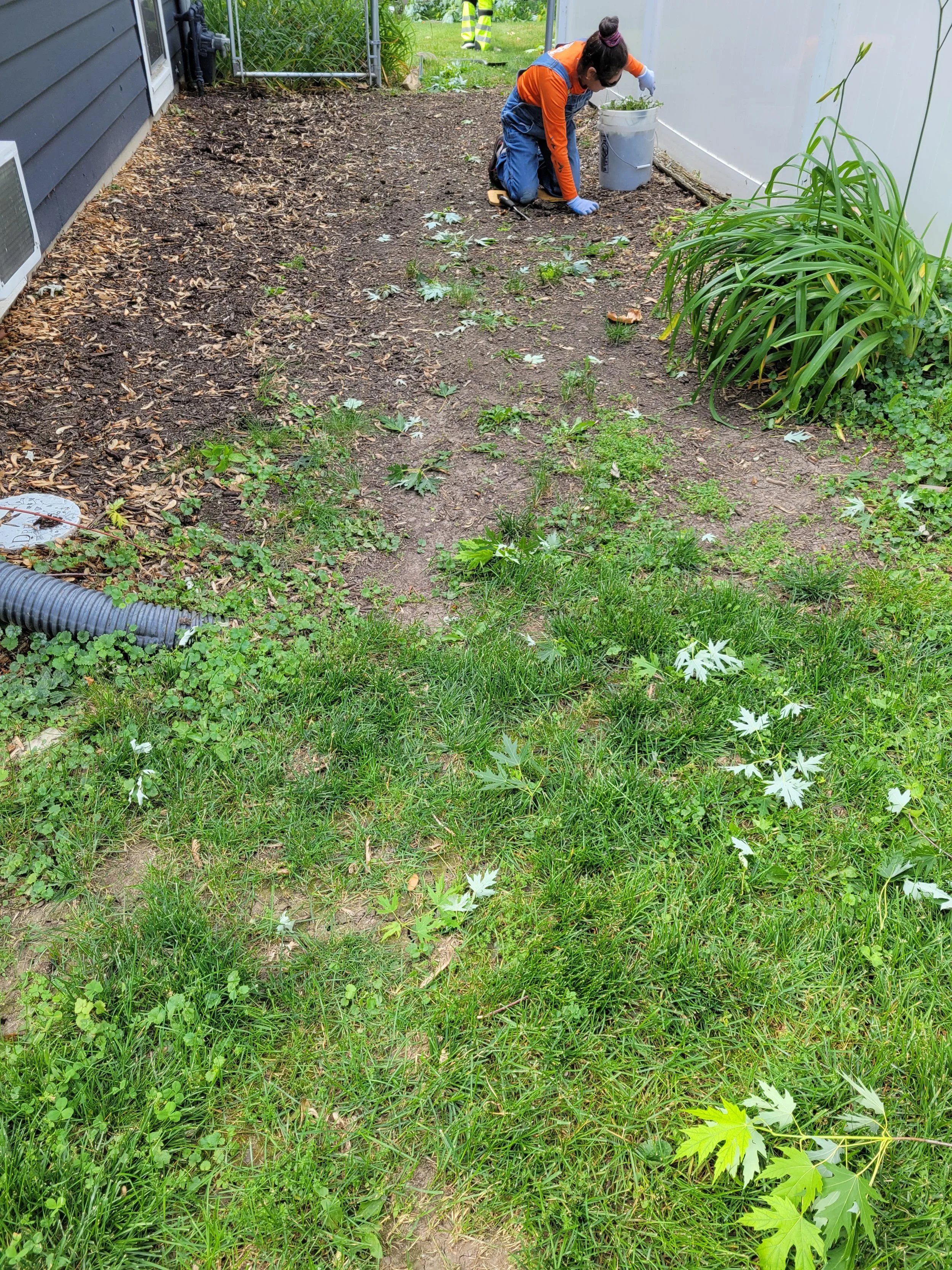 A person kneeling on the ground in a garden area, planting or tending to plants, with tools and a gray trash can nearby. The area has a mix of grass, weeds, and bare soil, with a house wall on the left and a white fence on the right.