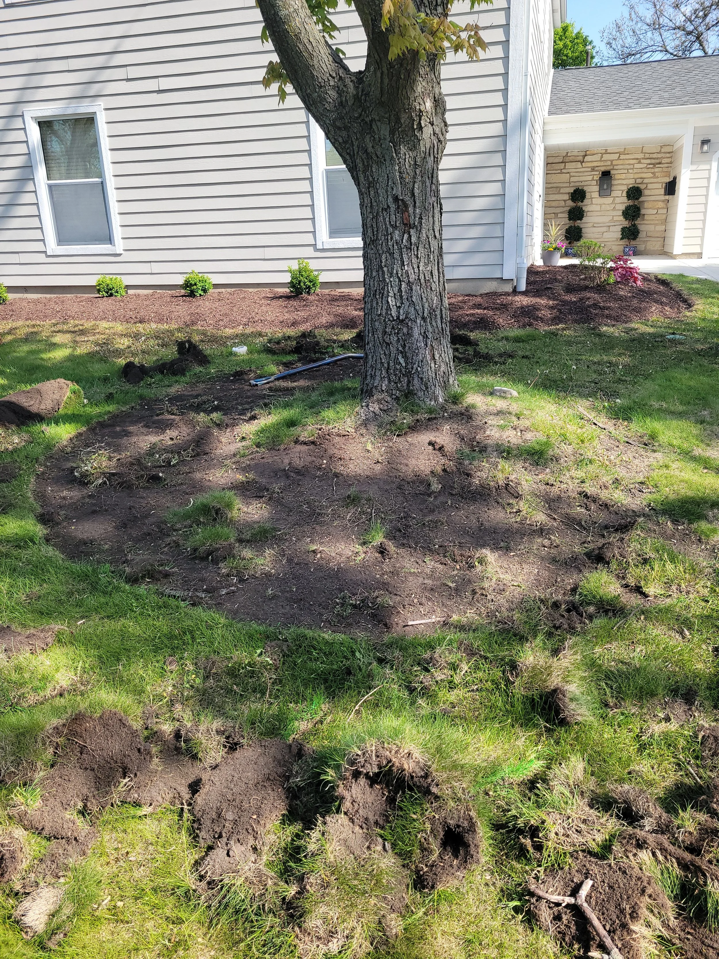 A yard with a large tree in the center, freshly dug soil around its base, and some dug-up grass and dirt piles in the foreground. A house with white siding, two windows, and a flower bed with potted plants and flowers is visible in the background.