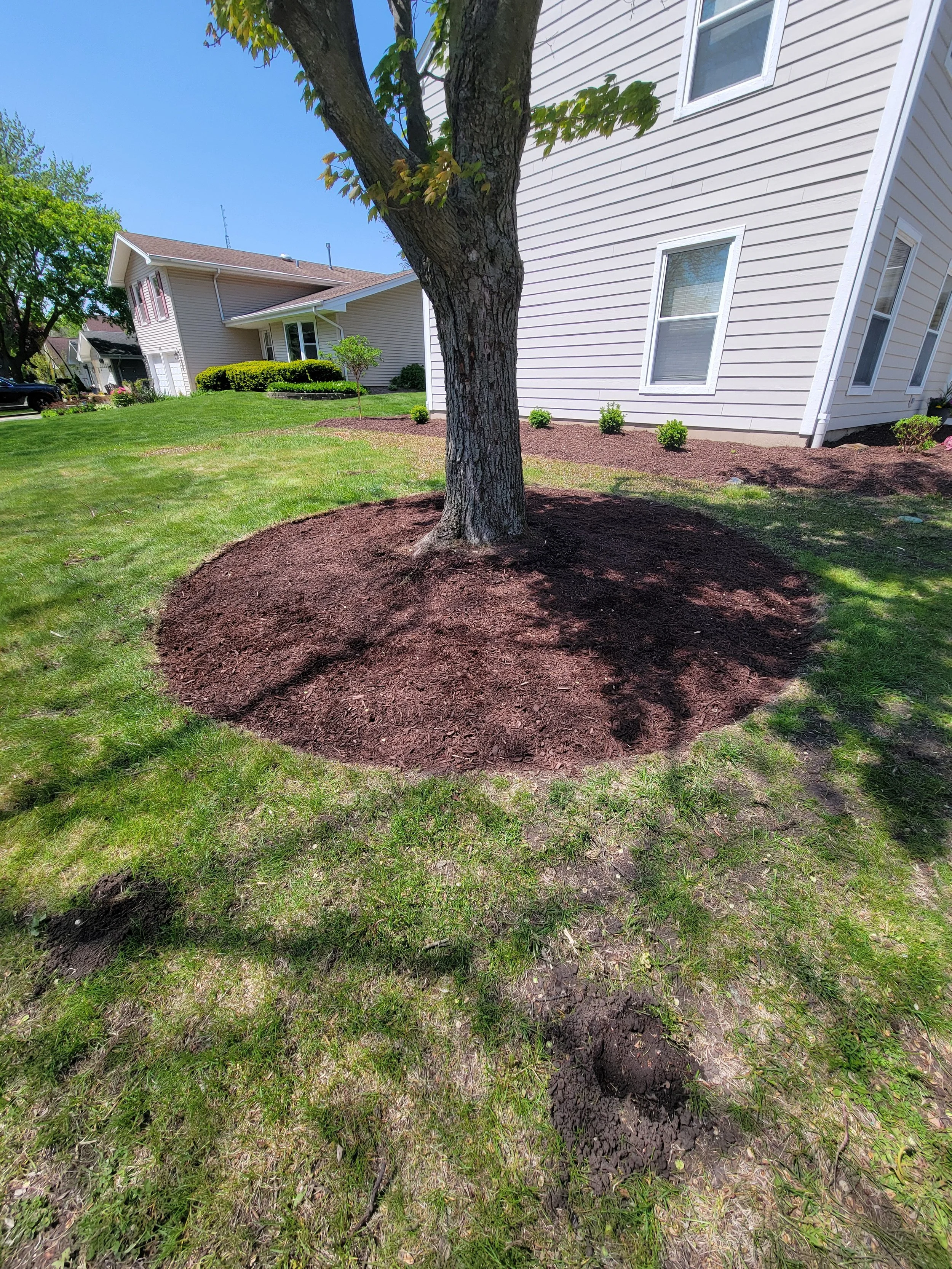 A tree planted in a small landscaped area with fresh mulch, surrounded by green grass near a residential house with beige siding and white trim, under a clear blue sky.