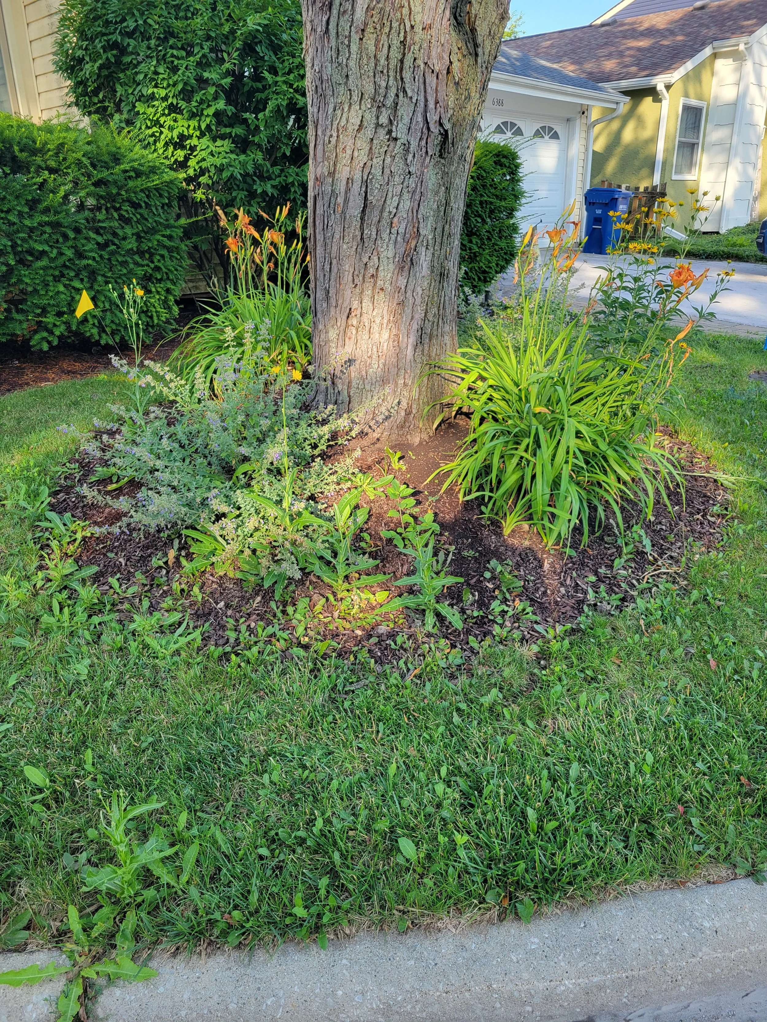 A garden bed with a large tree trunk and various green plants and flowers, including lilies, surrounded by a well-maintained lawn in a residential neighborhood.