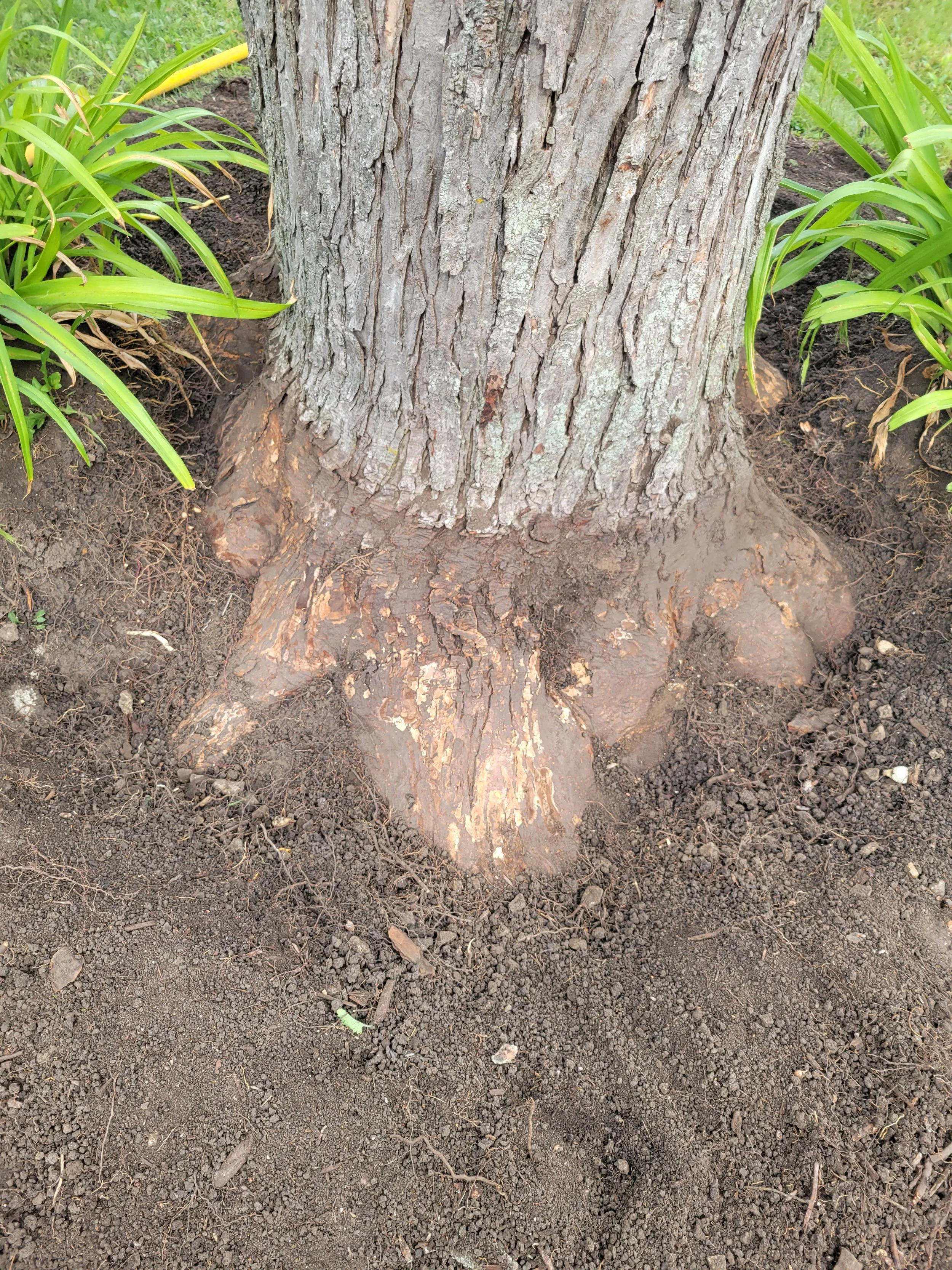 Close-up of the base of a tree trunk with visible roots, surrounded by green plants and dark soil.