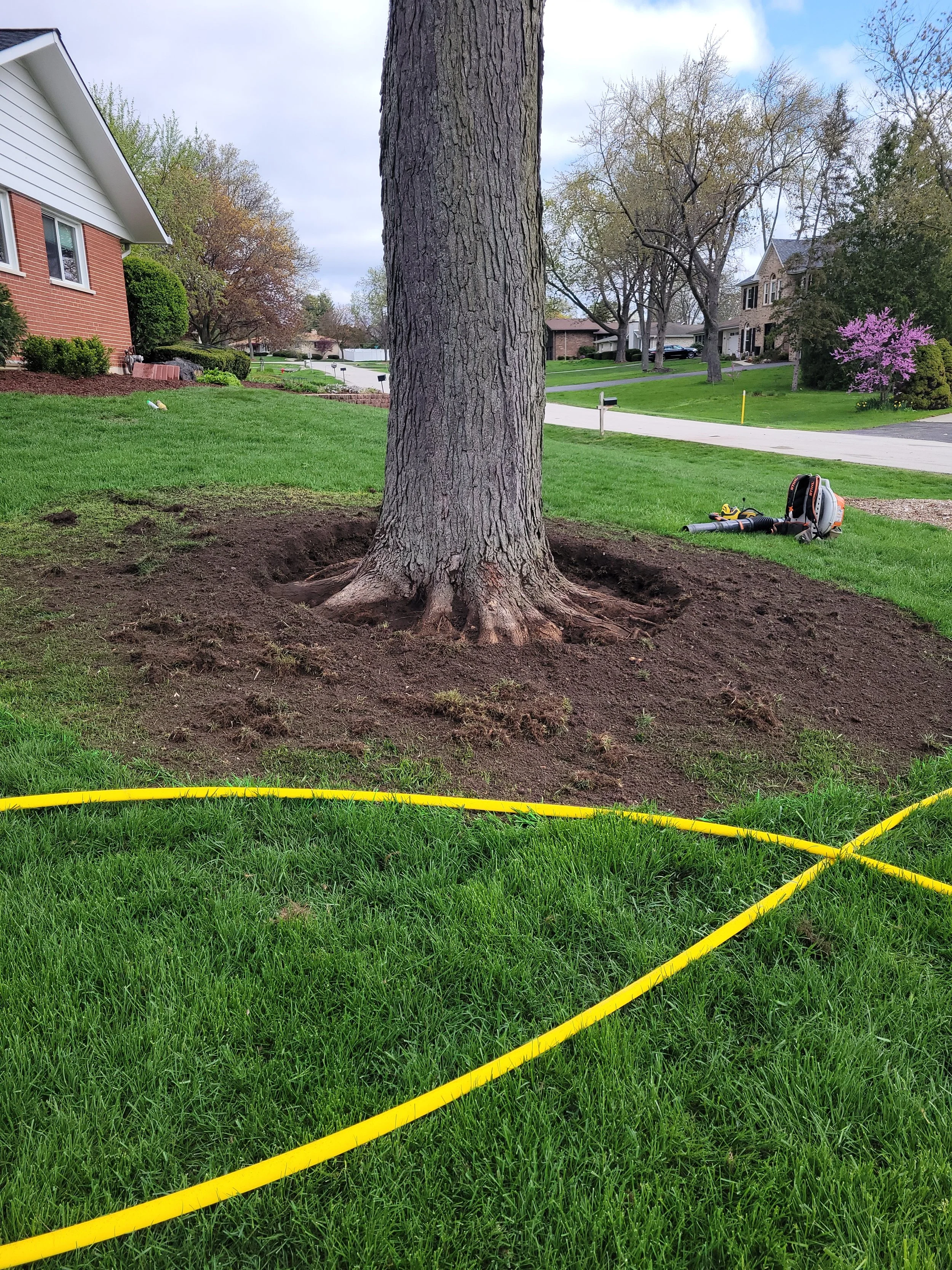 Tree with freshly trench around the base, yard work tools and hose on the grass, houses in the background under partly cloudy sky.