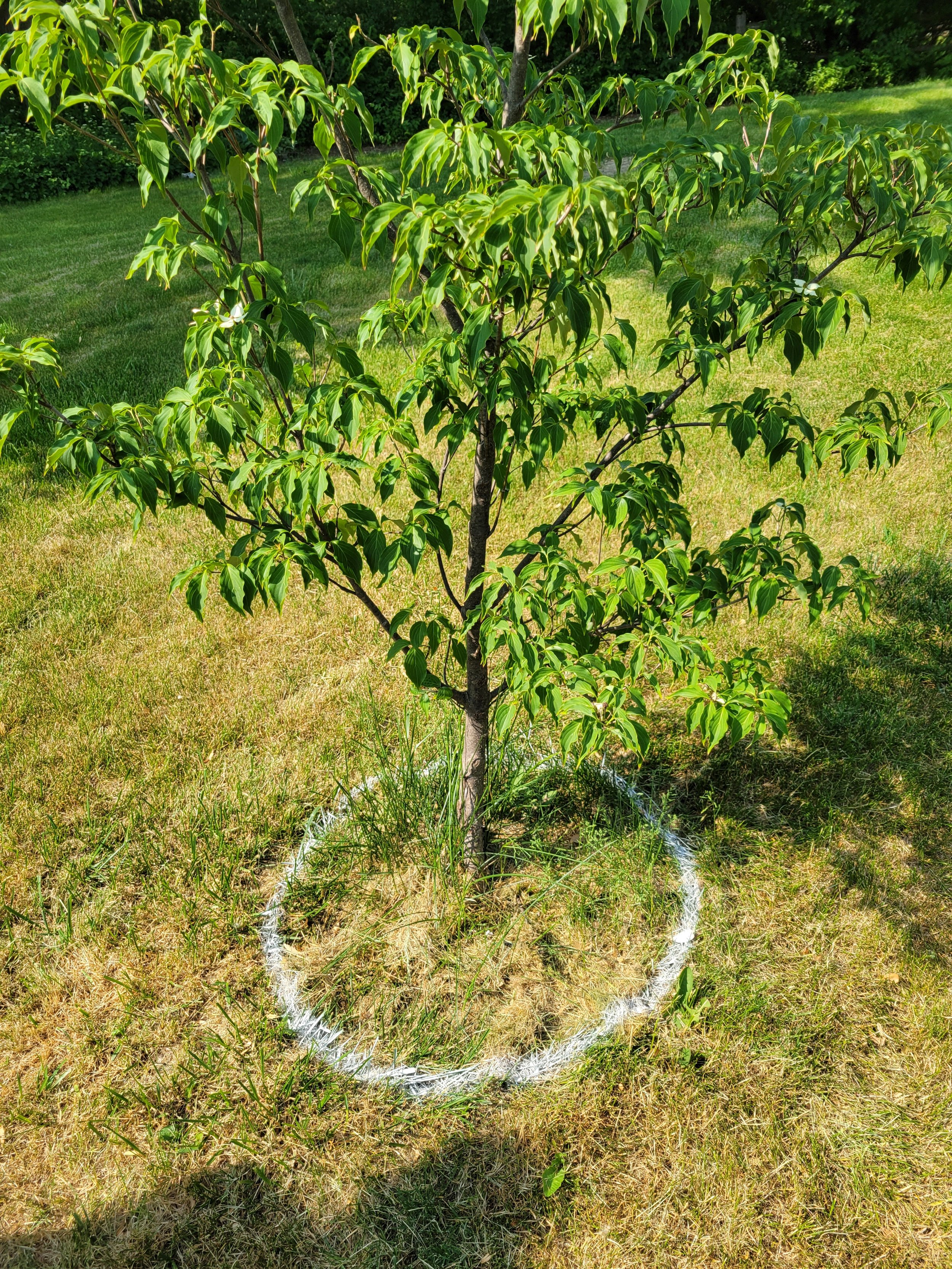 Young tree with green leaves in a grassy area, marked with a white circle painted on the ground around its base.