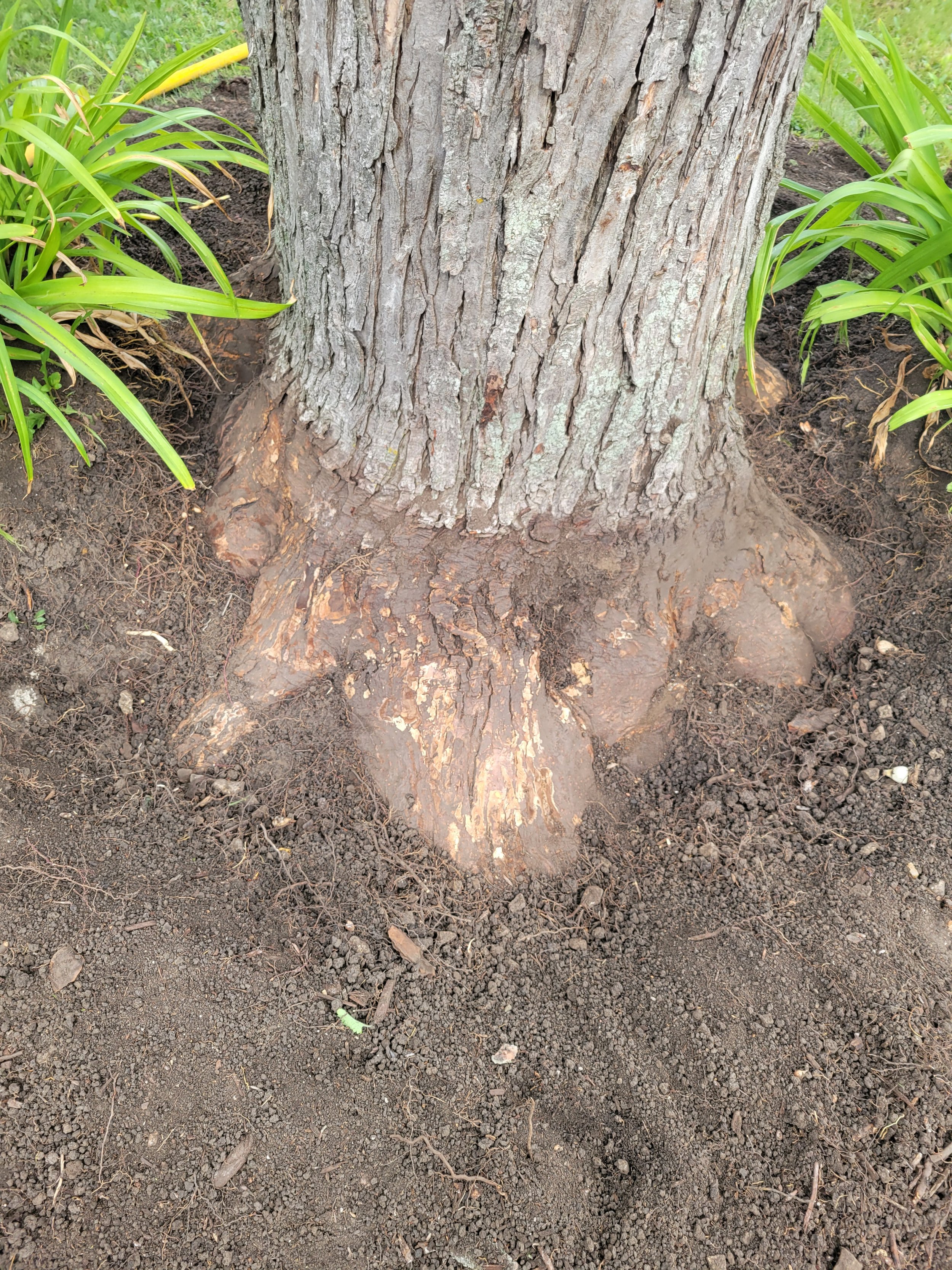 Close-up of a tree trunk with visible roots at the base, surrounded by green plants and soil.