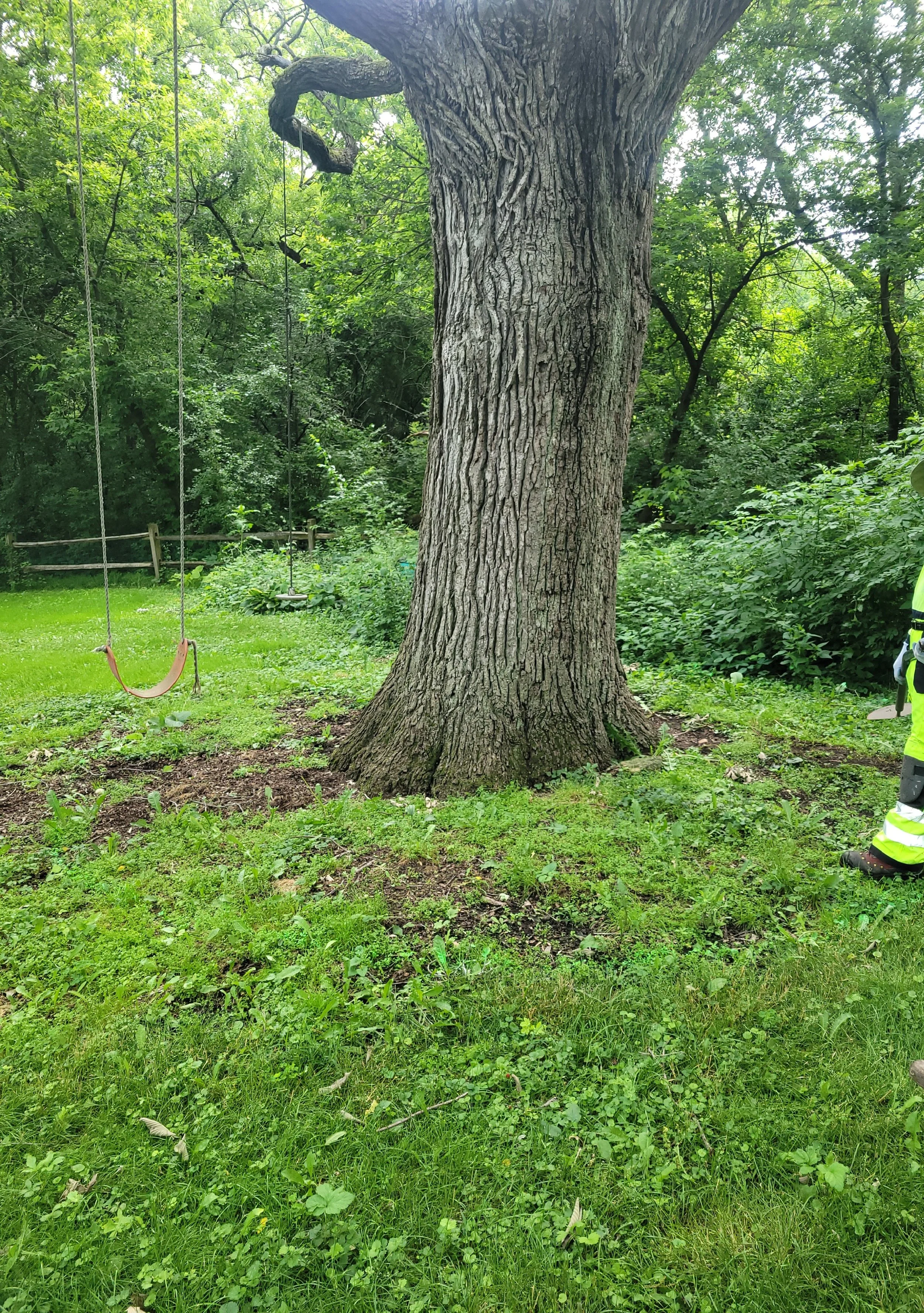 Large tree in a lush green yard with a swing hanging from a branch, partially visible person in high-visibility clothing on the right side.