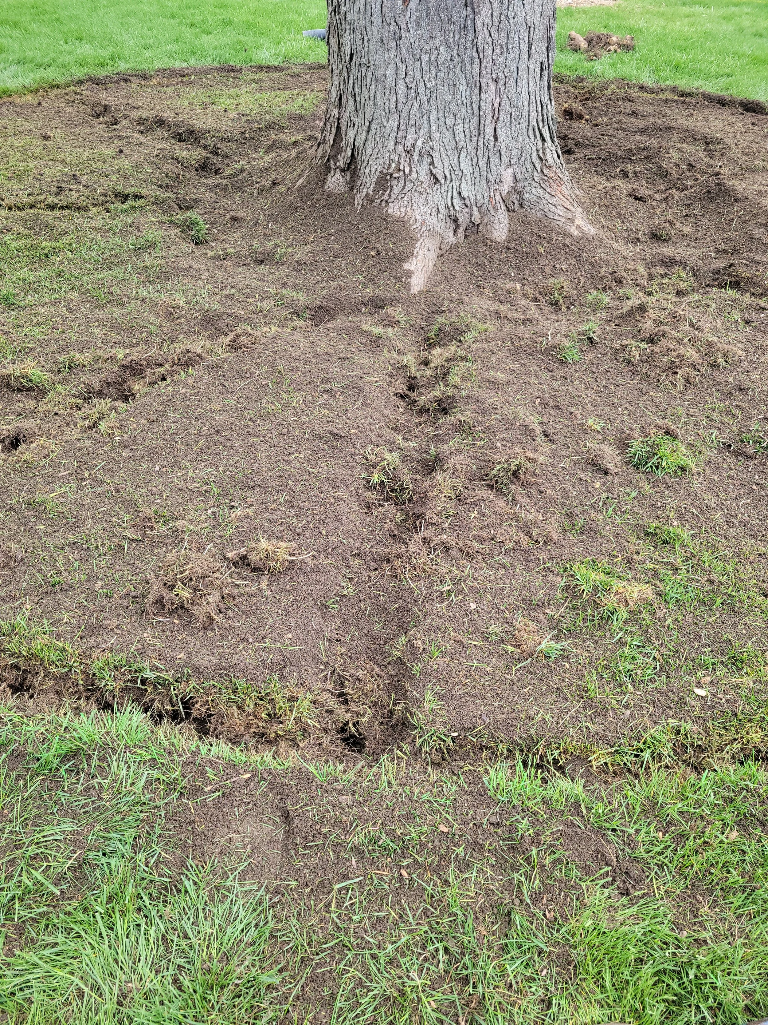 A tree with dug-up soil around its base, exposing roots, and a trail of disturbed earth leading away from it, with grass surrounding the area.