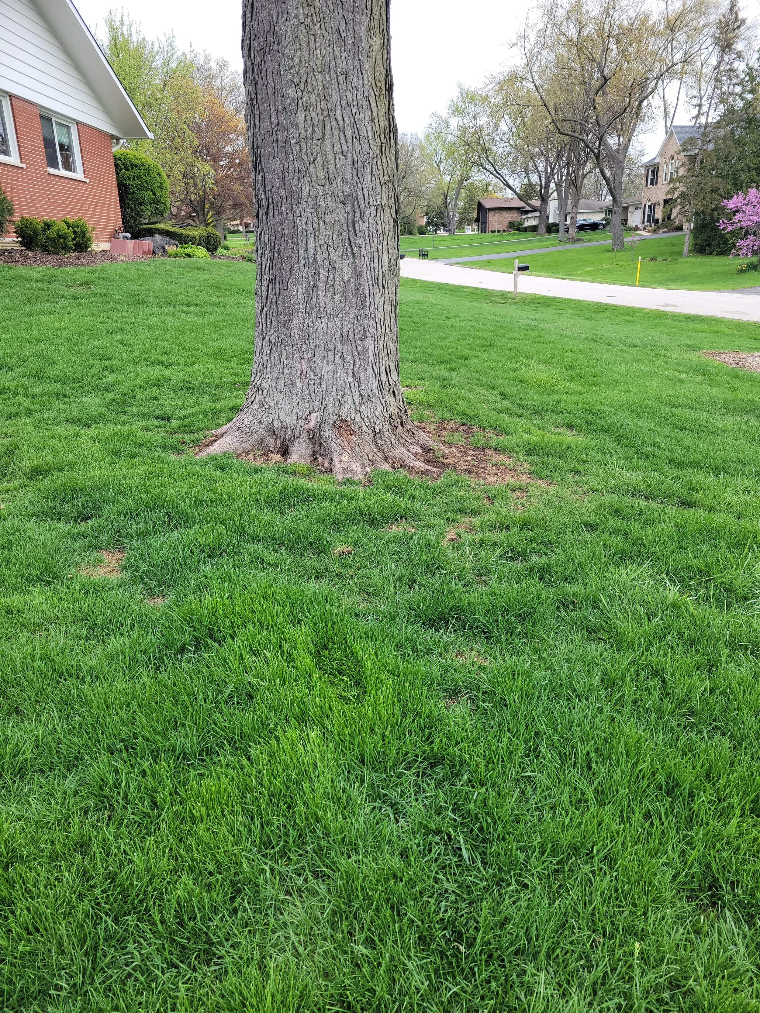 A large tree with a thick trunk and green grass in the foreground. A suburban neighborhood with houses, trees, and a driveway is visible in the background.
