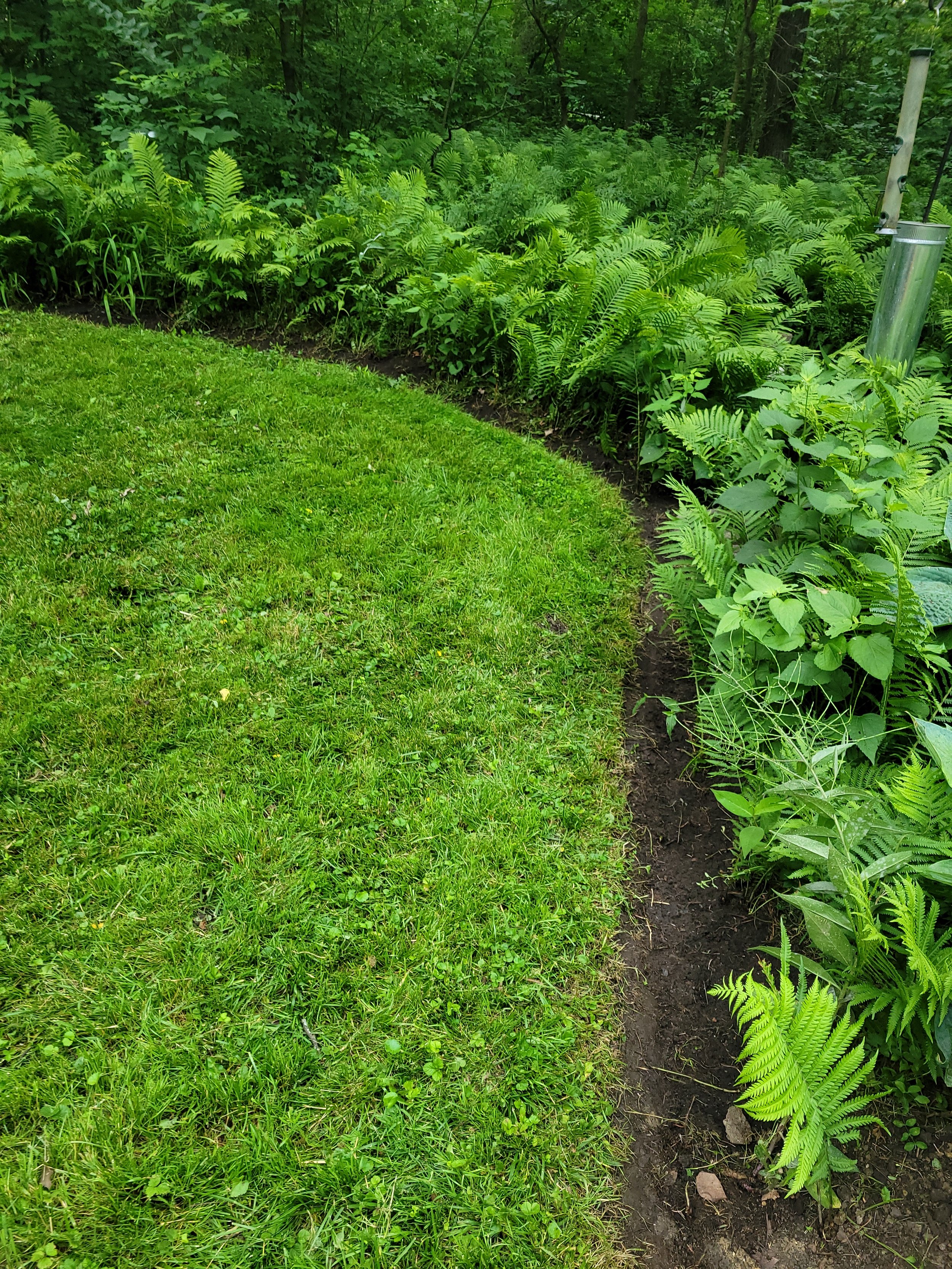 A garden with lush green grass on the left and a narrow strip of soil with various plants on the right, bordered by trees in the background.