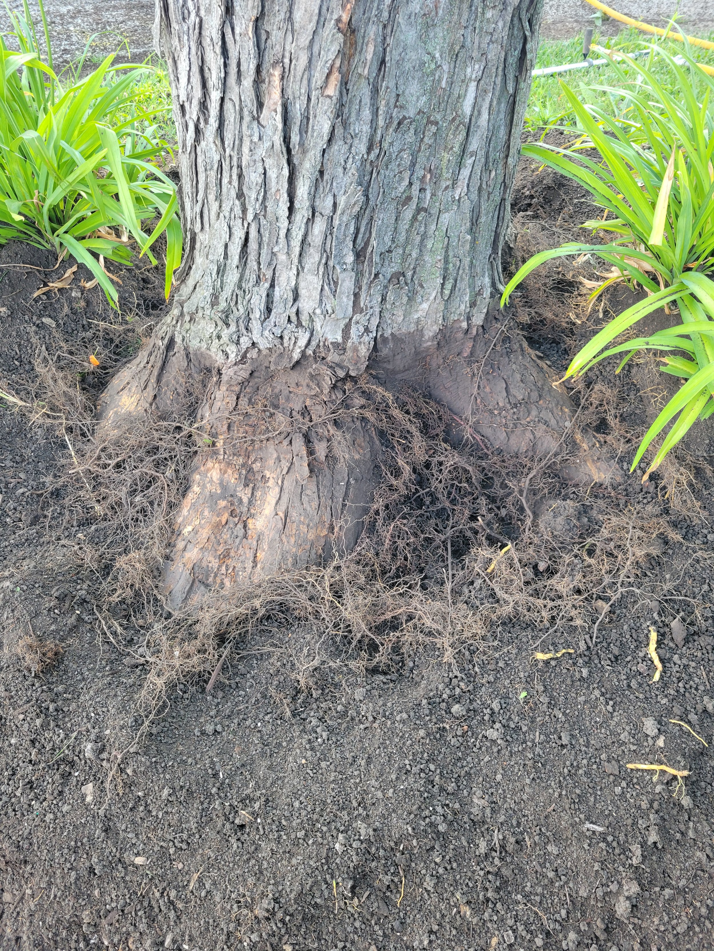 Close-up of a tree trunk with visible roots and soil, surrounded by green plants.