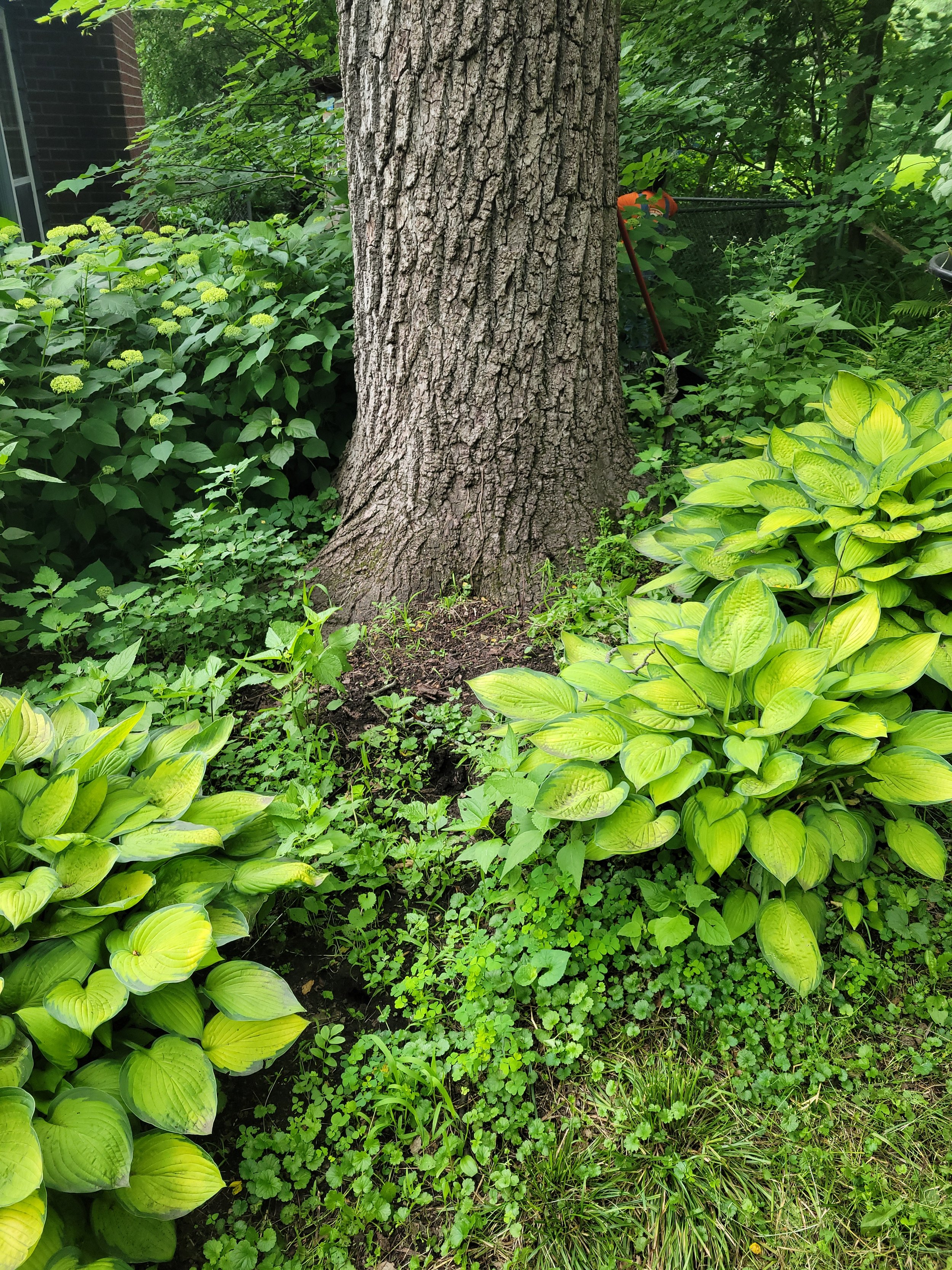 A garden with green foliage, yellow-green hosta plants, and a large tree trunk in the center. There is a brick house in the background.