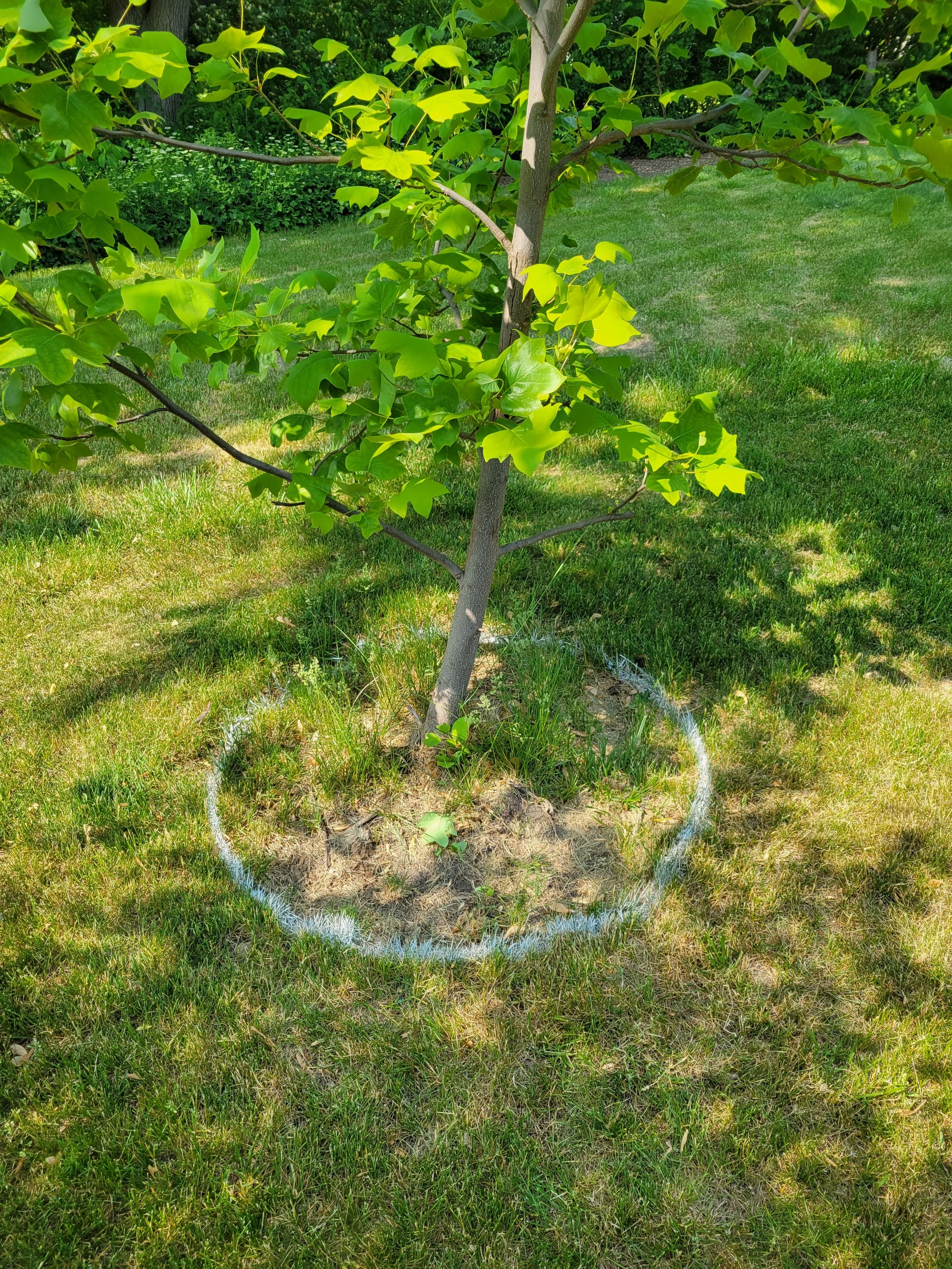 Young tree with green leaves planted in a grassy yard, marked with a white circular chalk outline around its base.