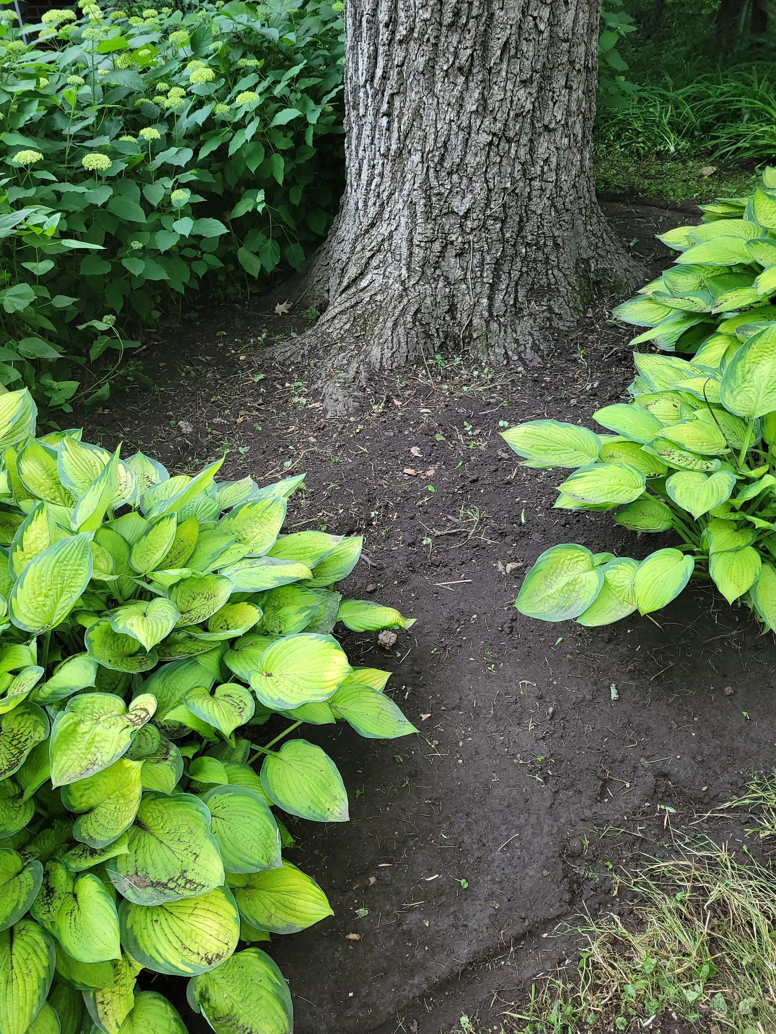 A garden with a large tree trunk and surrounding green foliage, including hosta plants and lush ground cover.