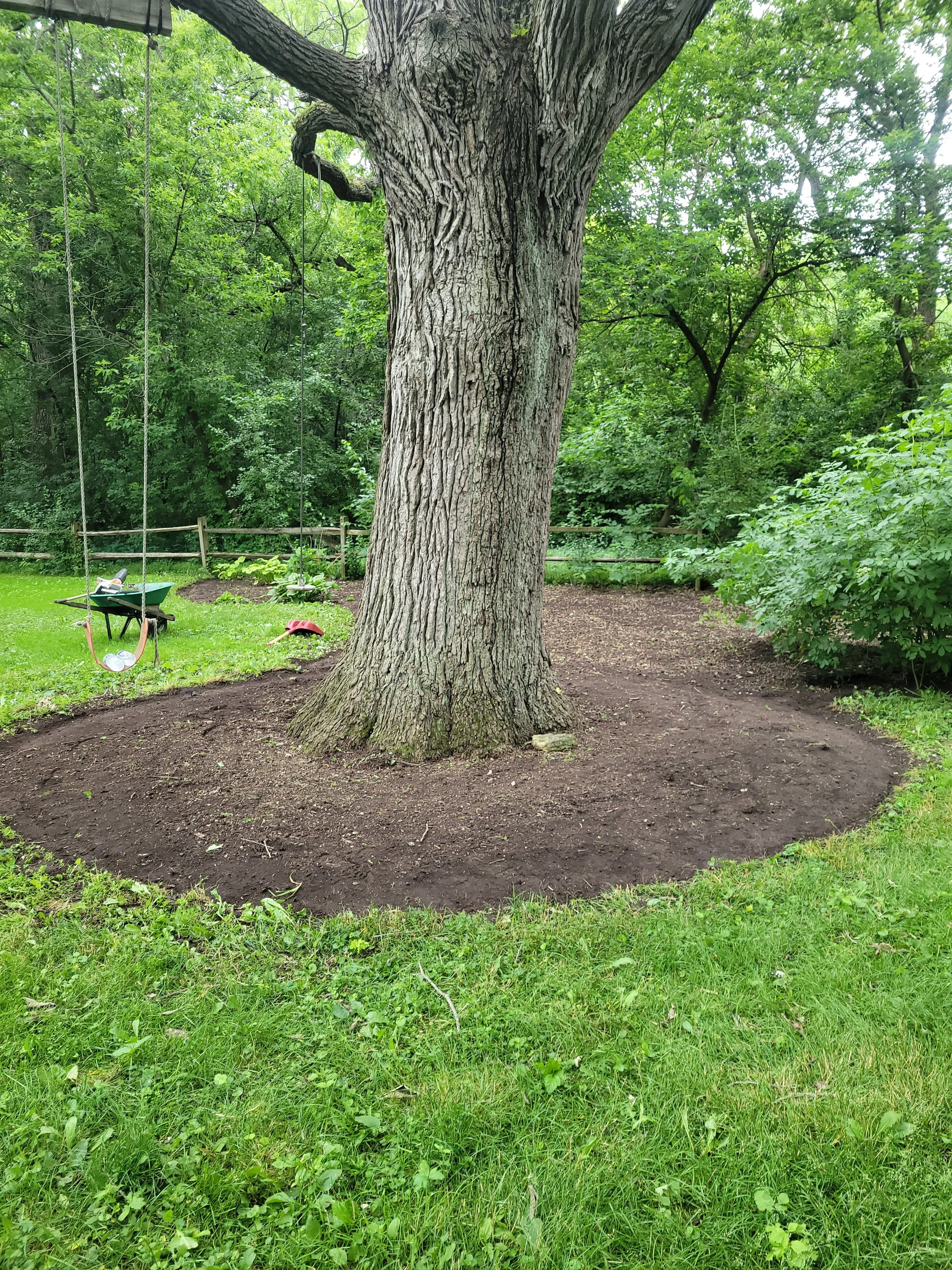 Backyard with a large tree, swings hanging from a branch, and a cleared area of soil around the tree trunk.