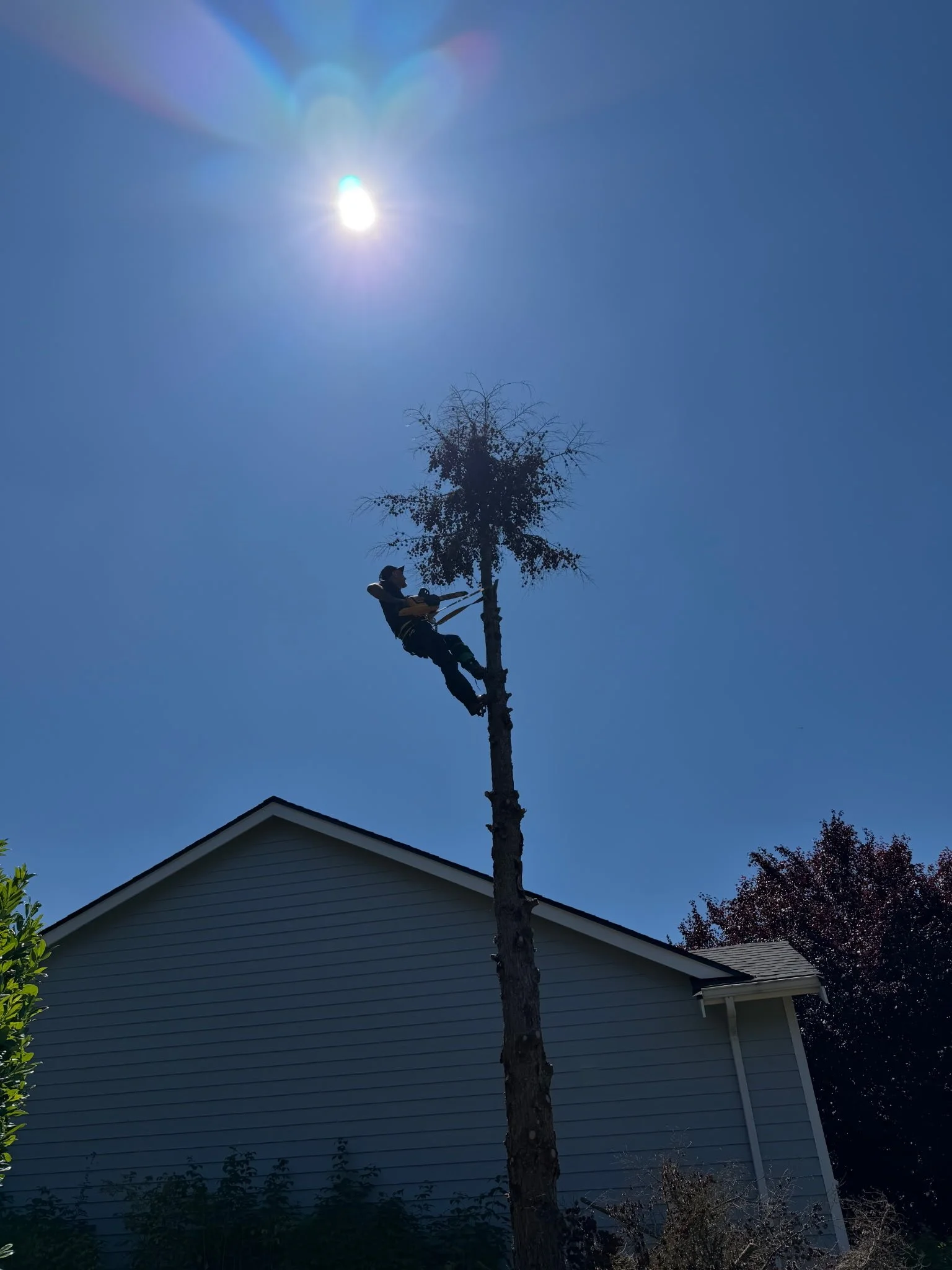 rr tree trim.jpeg