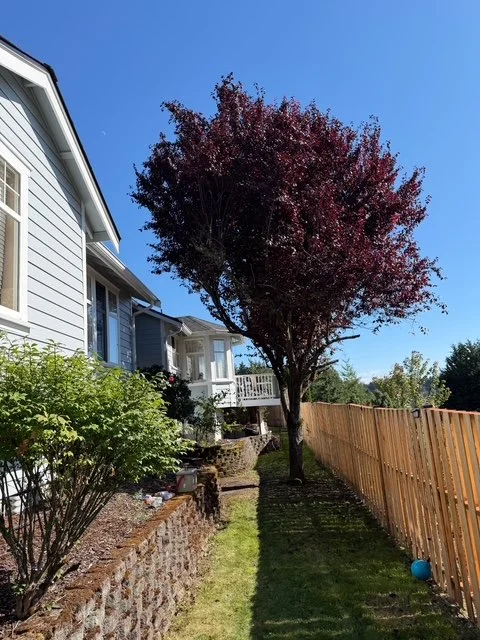 rr tree trim 3.jpeg