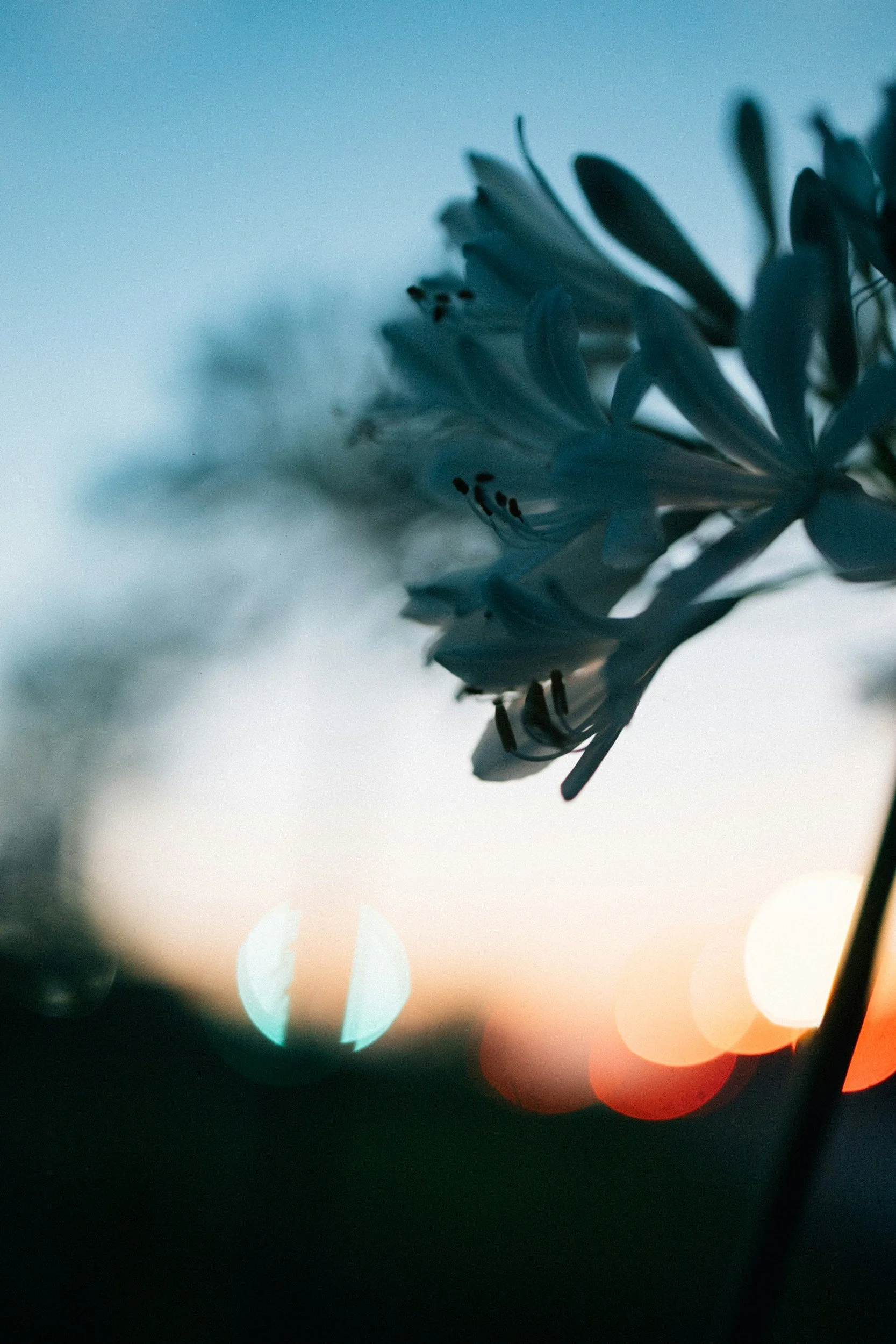 Close-up of white flowers against a sunset or dusk sky with city lights in the background.