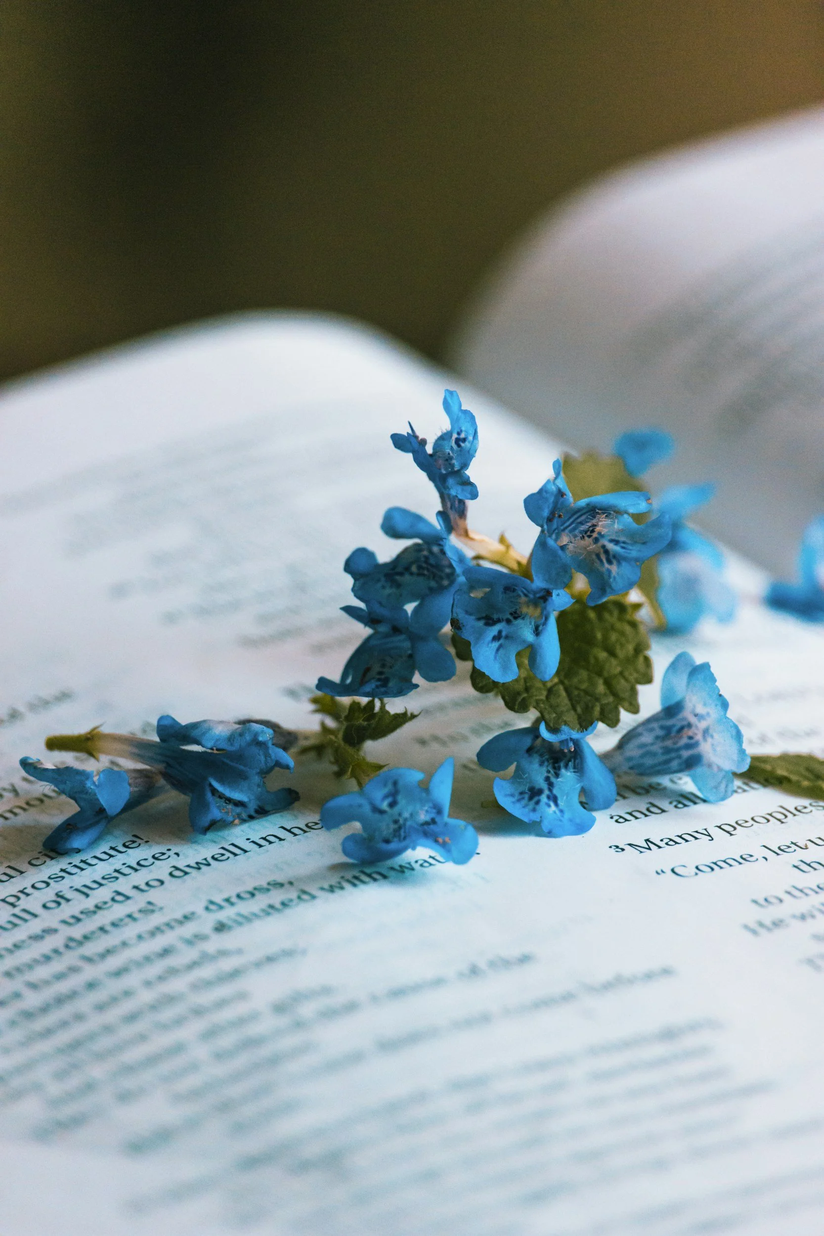 A close-up of an open book with blue flowers resting on its pages.