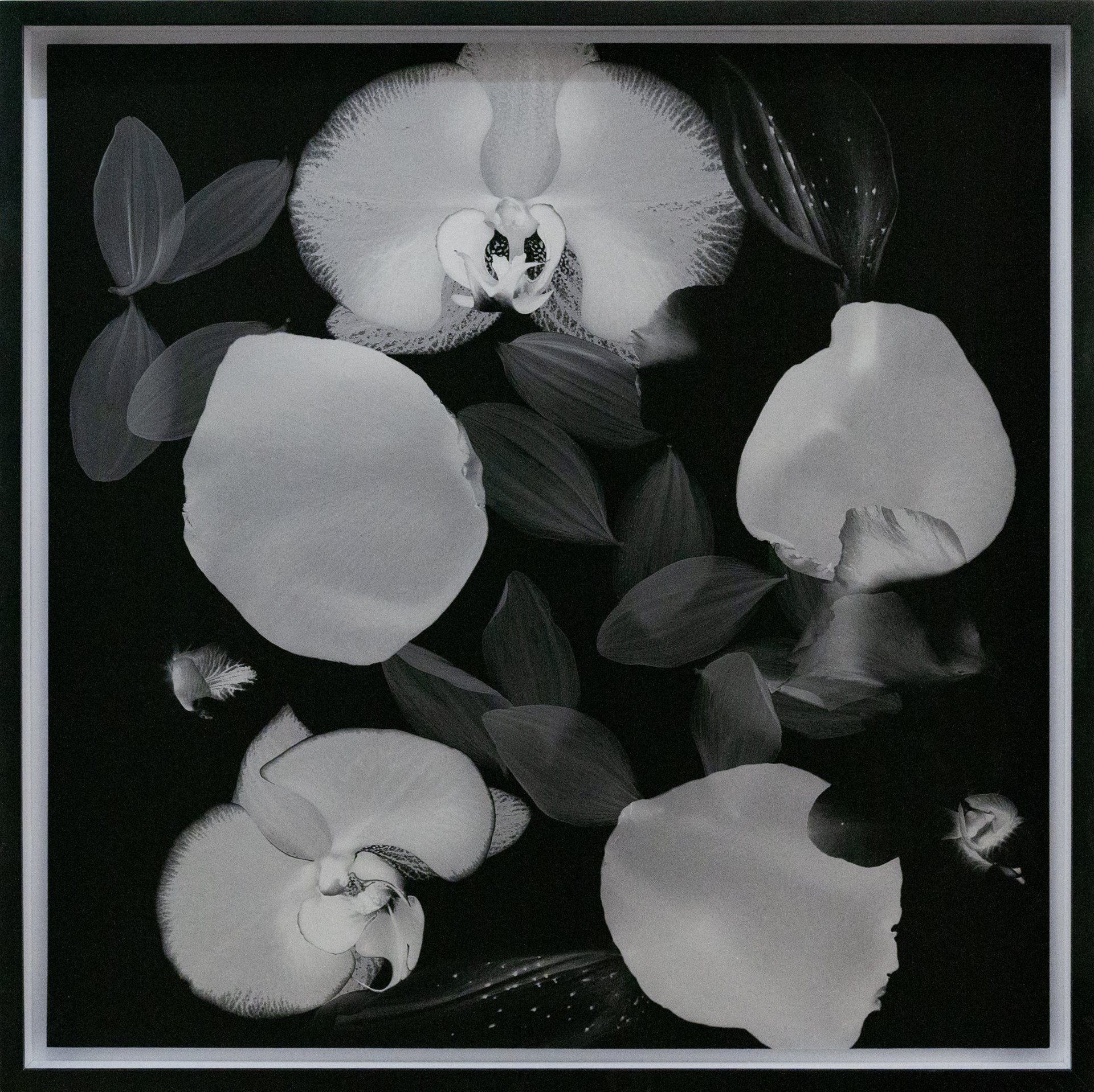 Erwin Canlas,'It Will Never Wither in Black and White', 2024
