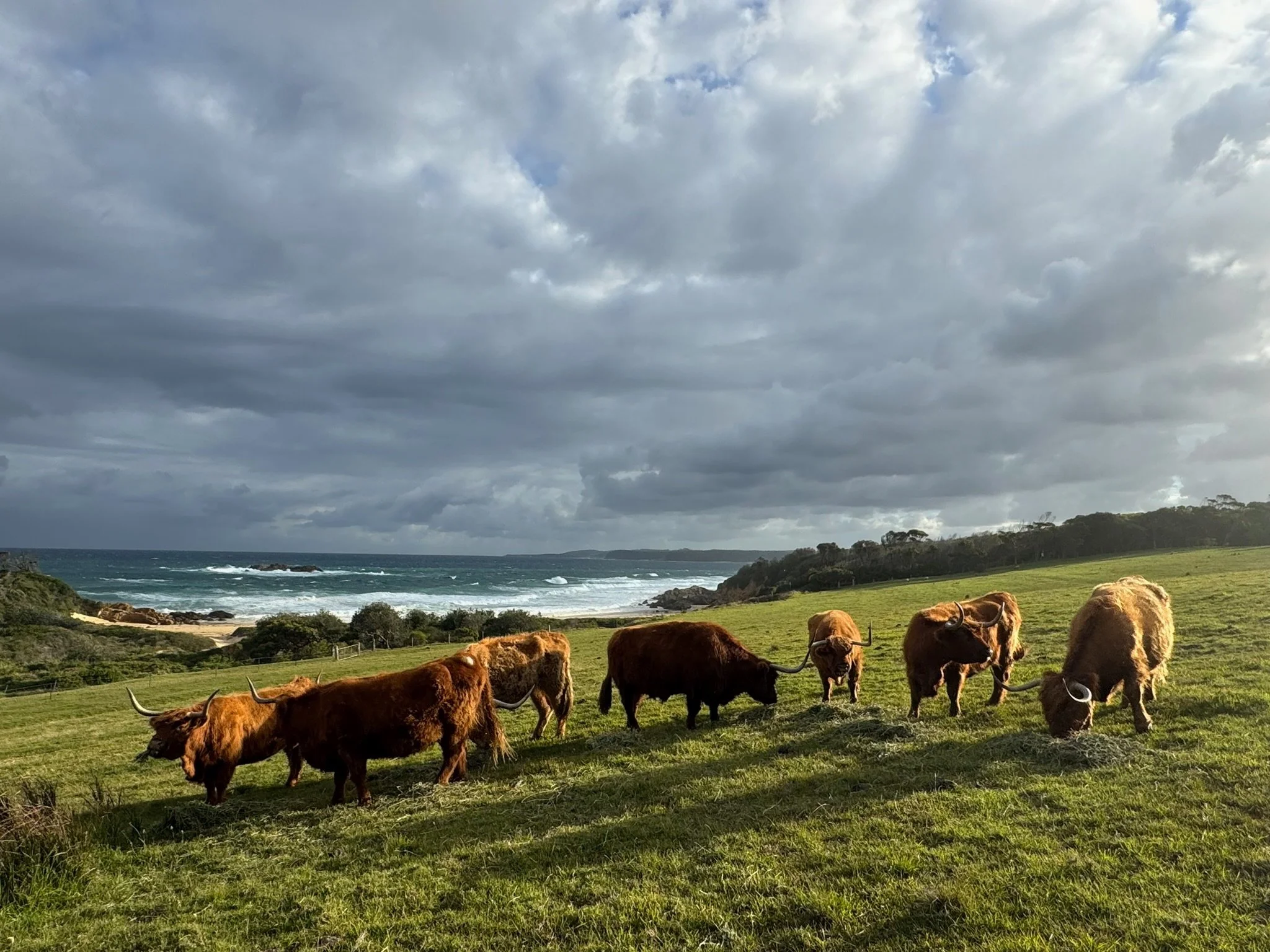 A group of six Highland cattle grazing on a green hillside with the ocean and cloudy sky in the background.