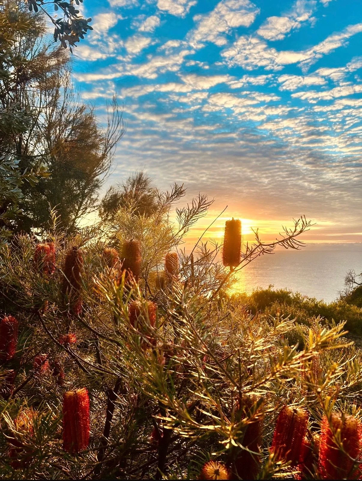 Sunset over the ocean viewed through plants and trees, with a partly cloudy sky.