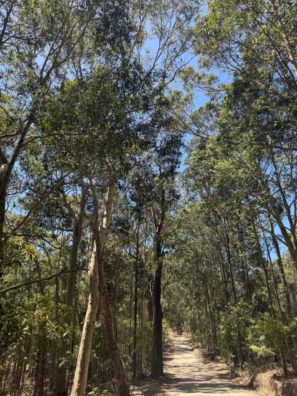 A dirt path through a dense forest of tall trees with green leaves and a blue sky overhead.