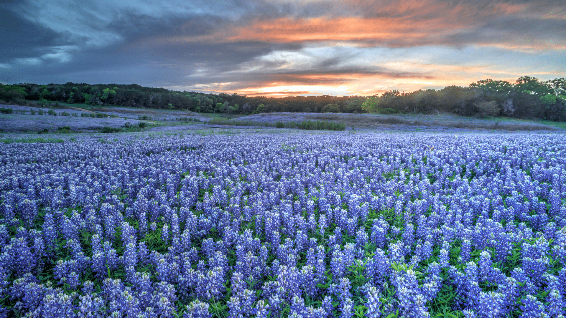 A vast field of blooming purple and blue flowers with green leaves at sunrise or sunset, with a cloudy sky and distant tree line.