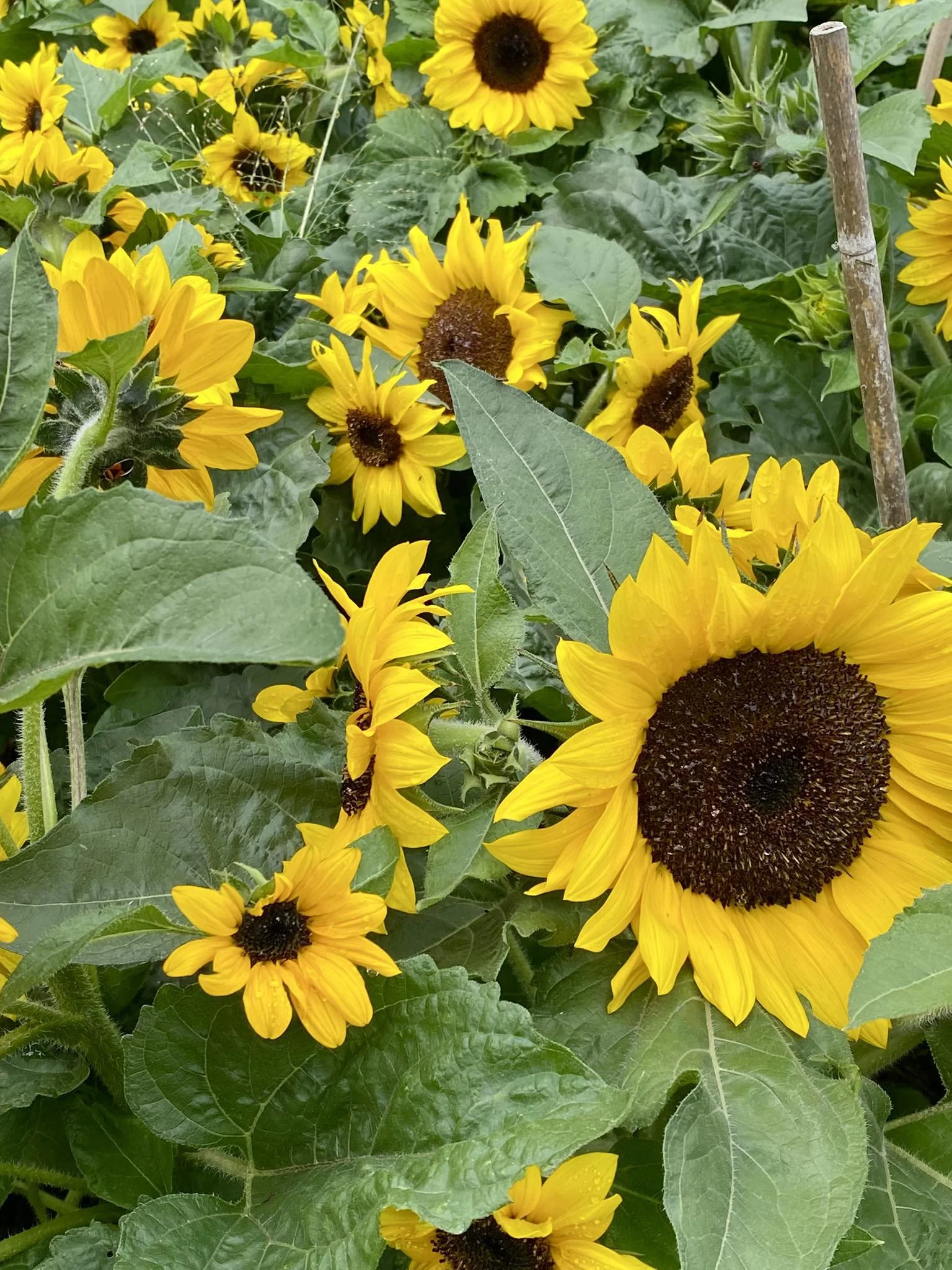 Are humans “meant” to be monogamous?