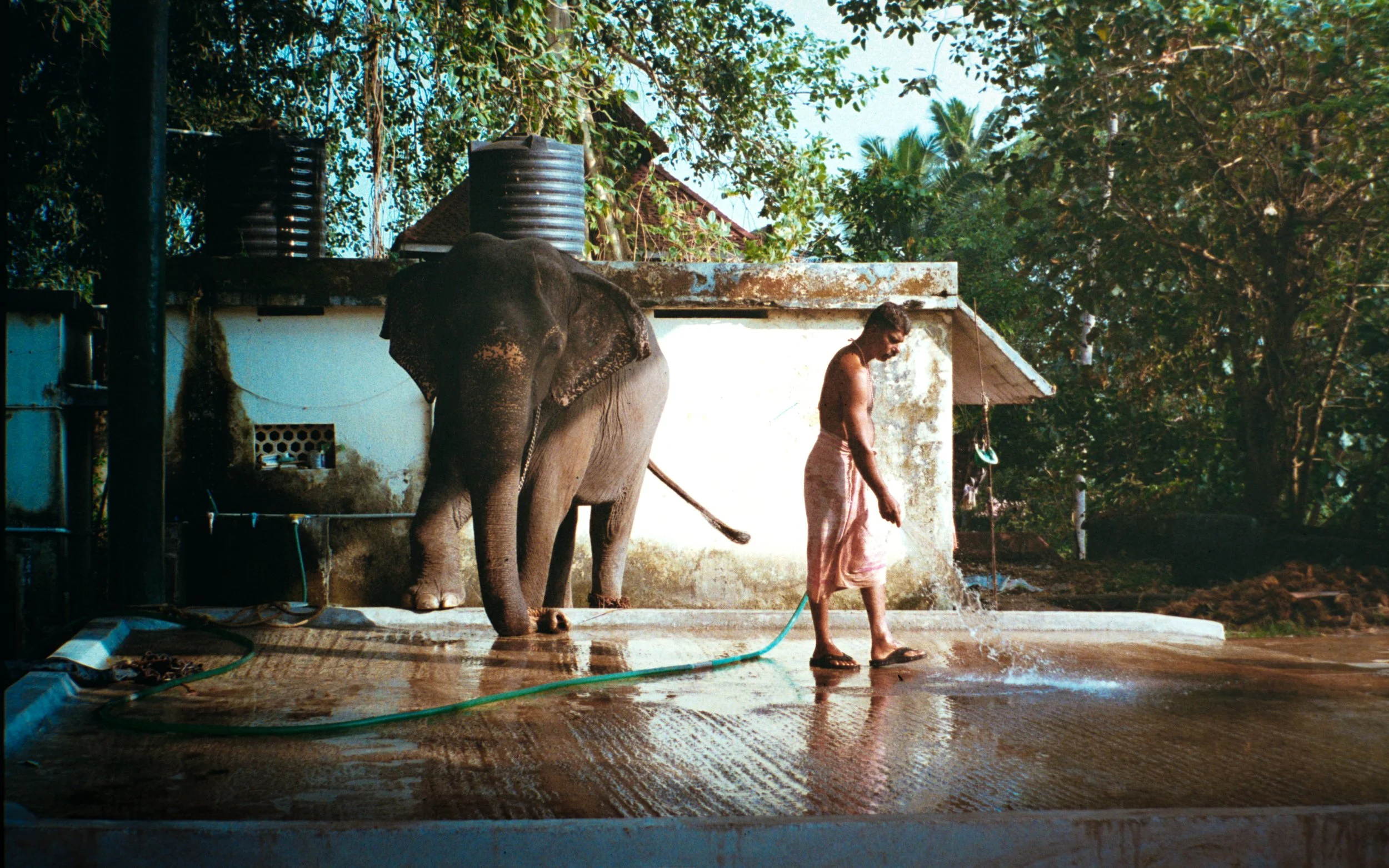 An elephant being washed by a man with a garden hose on a concrete surface, with lush green trees and a small building in the background.