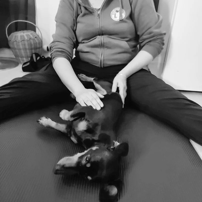 Rentouttavaa koirahierontaa