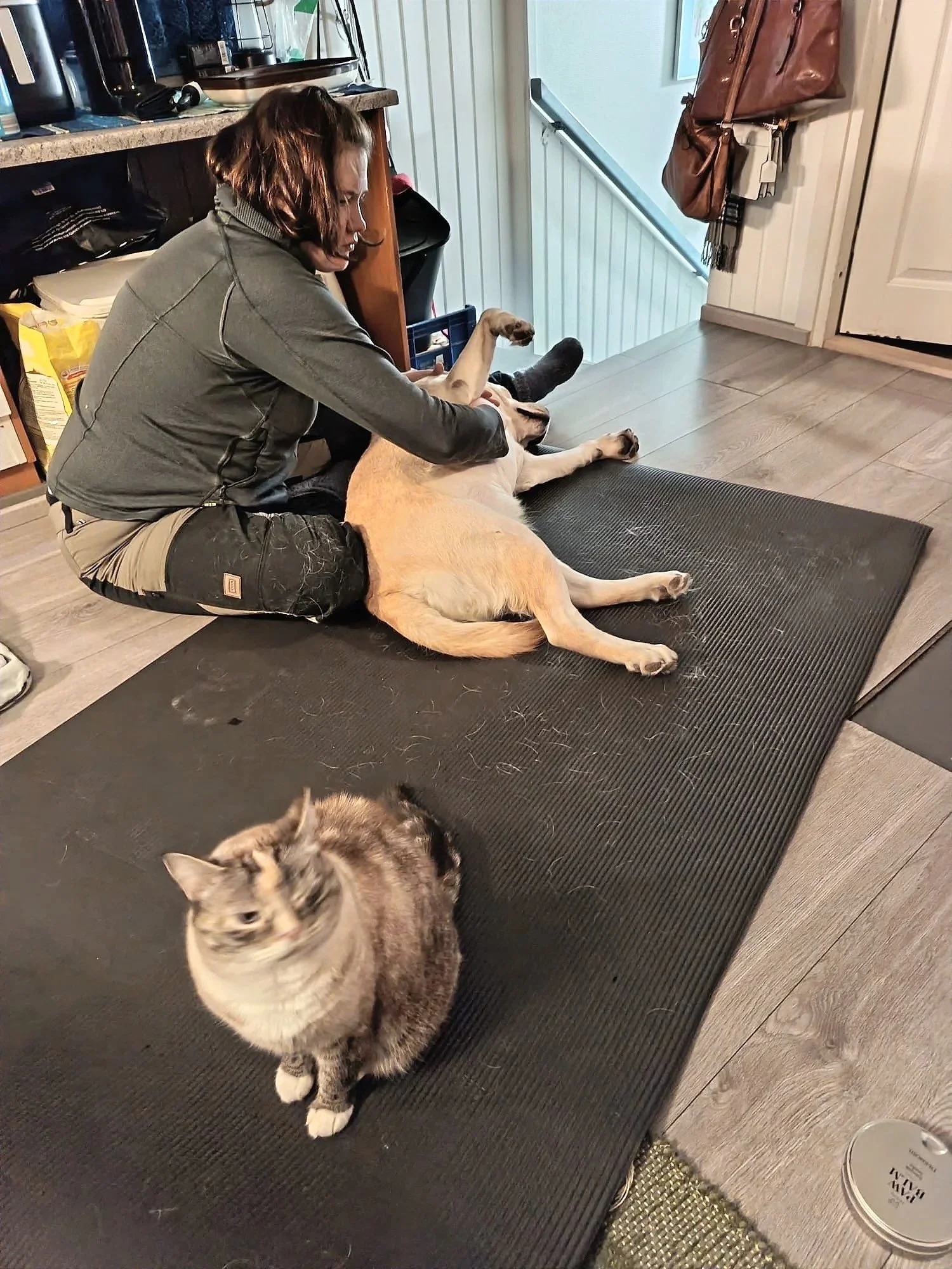 Rentouttavaa koirahierontaa