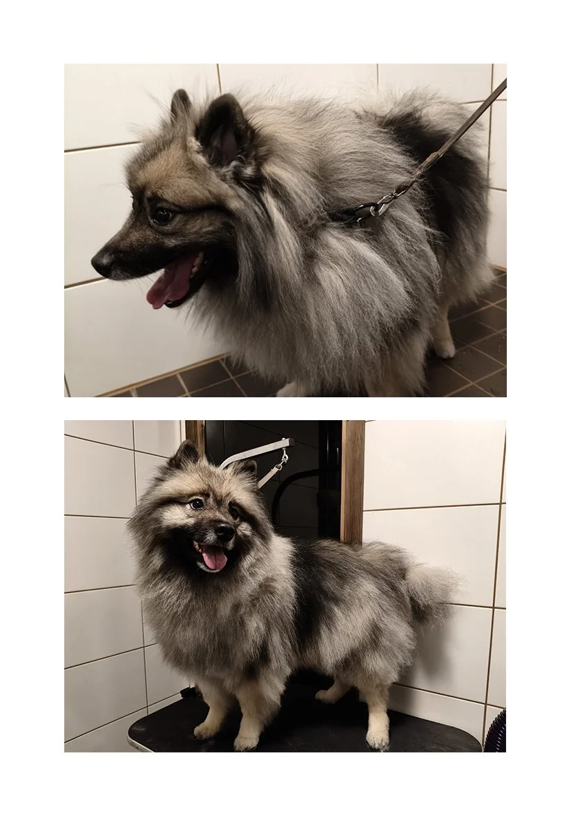 Trimmattu Keeshond