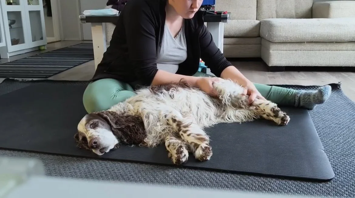 Rentouttava koirahierontaa