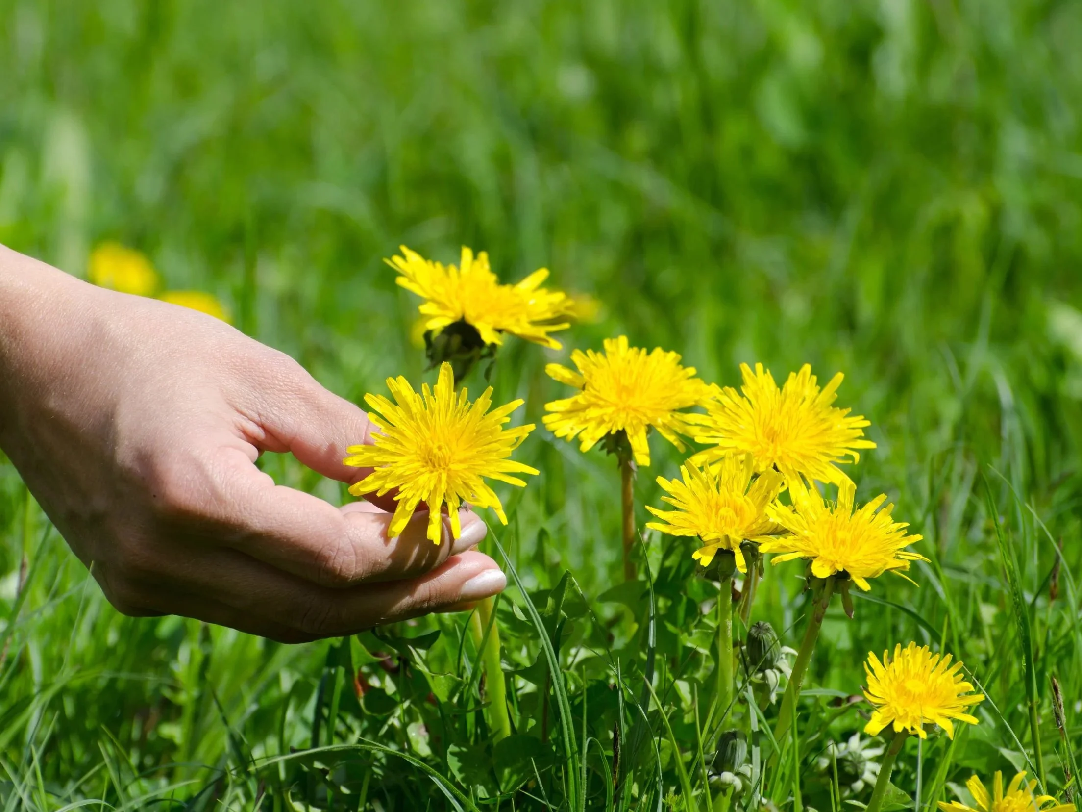 Balade découverte des plantes sauvage de printemps