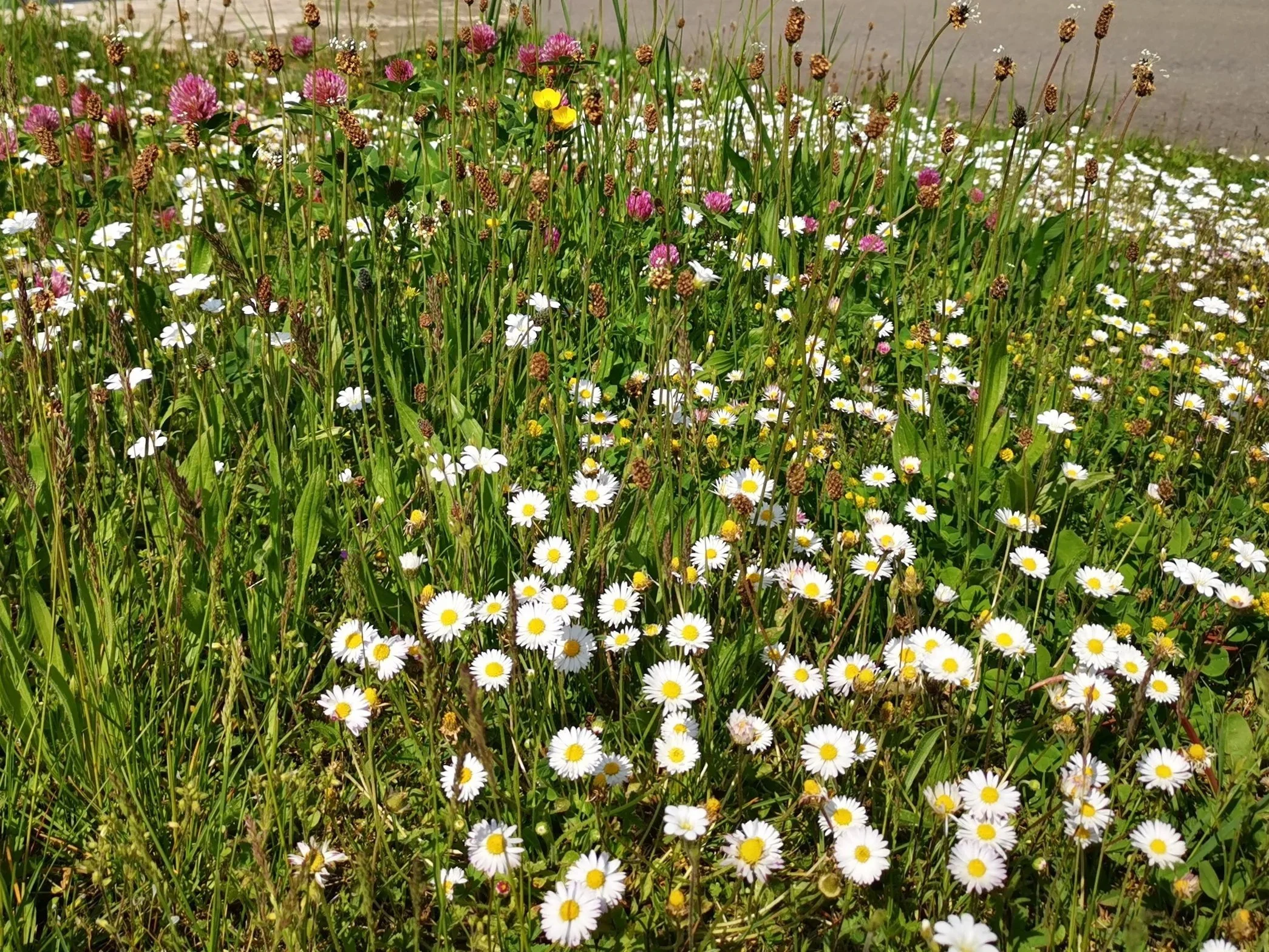 Promenade Sensorielle à Bougival