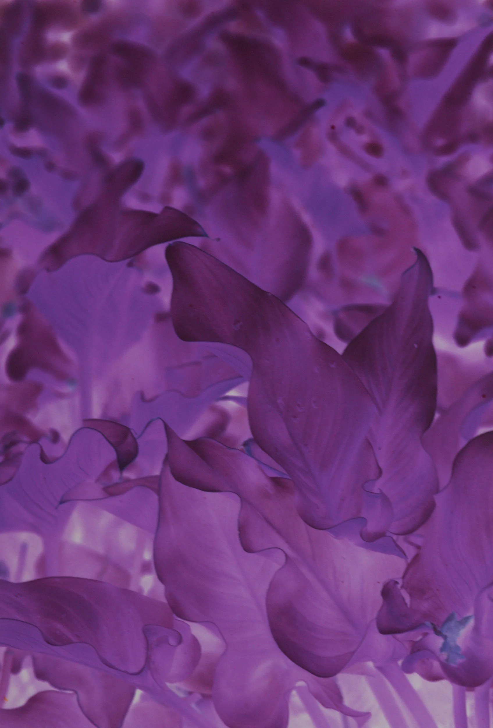 Close-up of purple and pink flower petals, overlapping and layered.